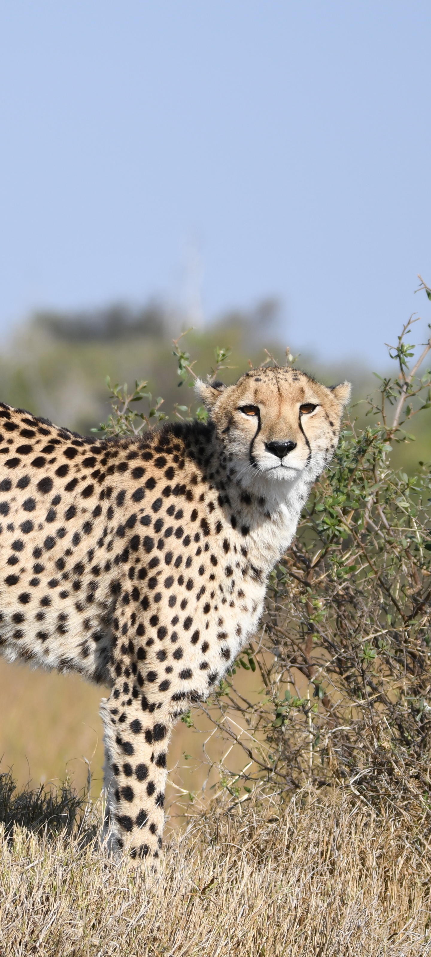 Descarga gratuita de fondo de pantalla para móvil de Animales, Gatos, Guepardo, África, Botsuana.