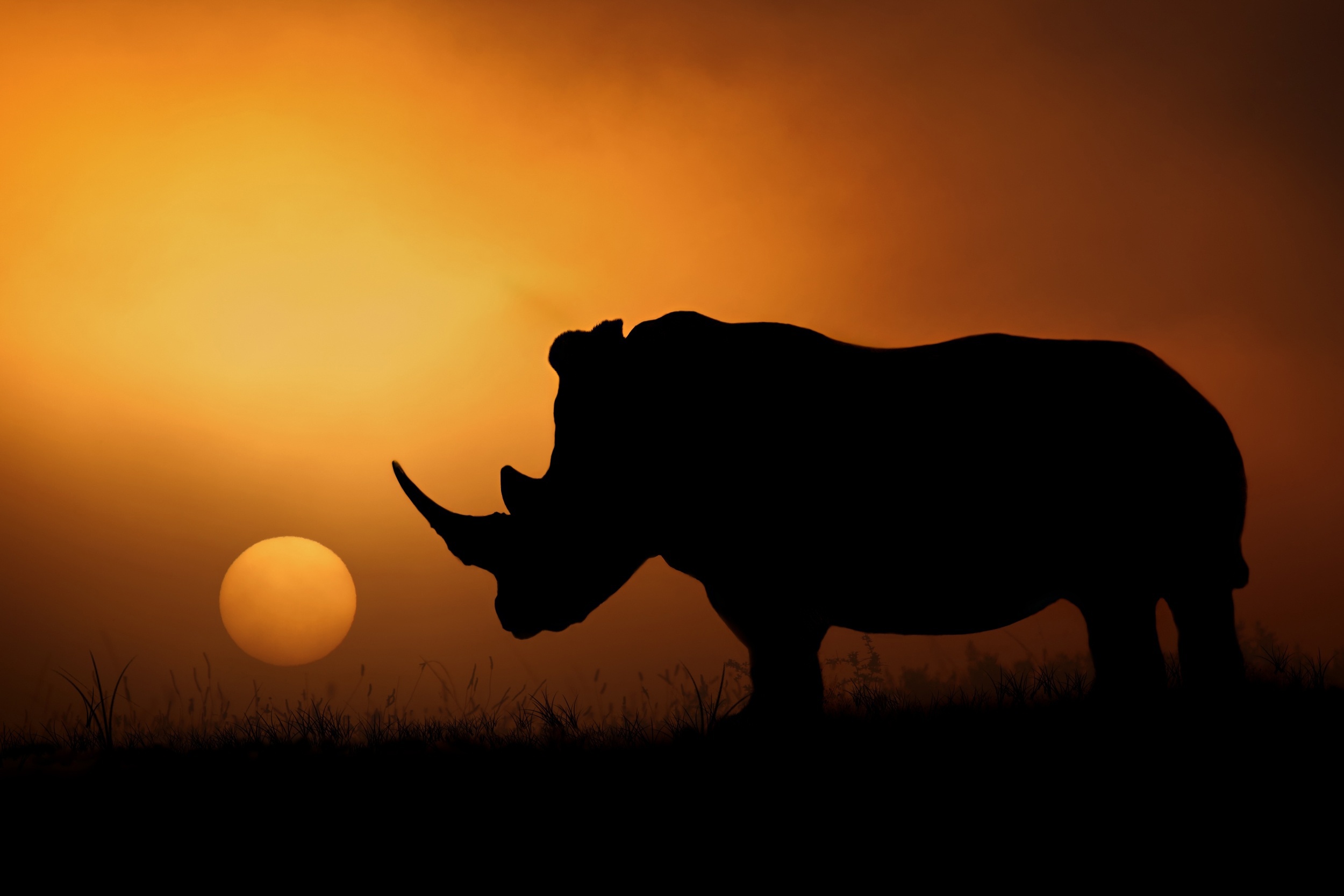 Download mobile wallpaper Sunset, Silhouette, Animal, Rhinoceros, Rhino for free.