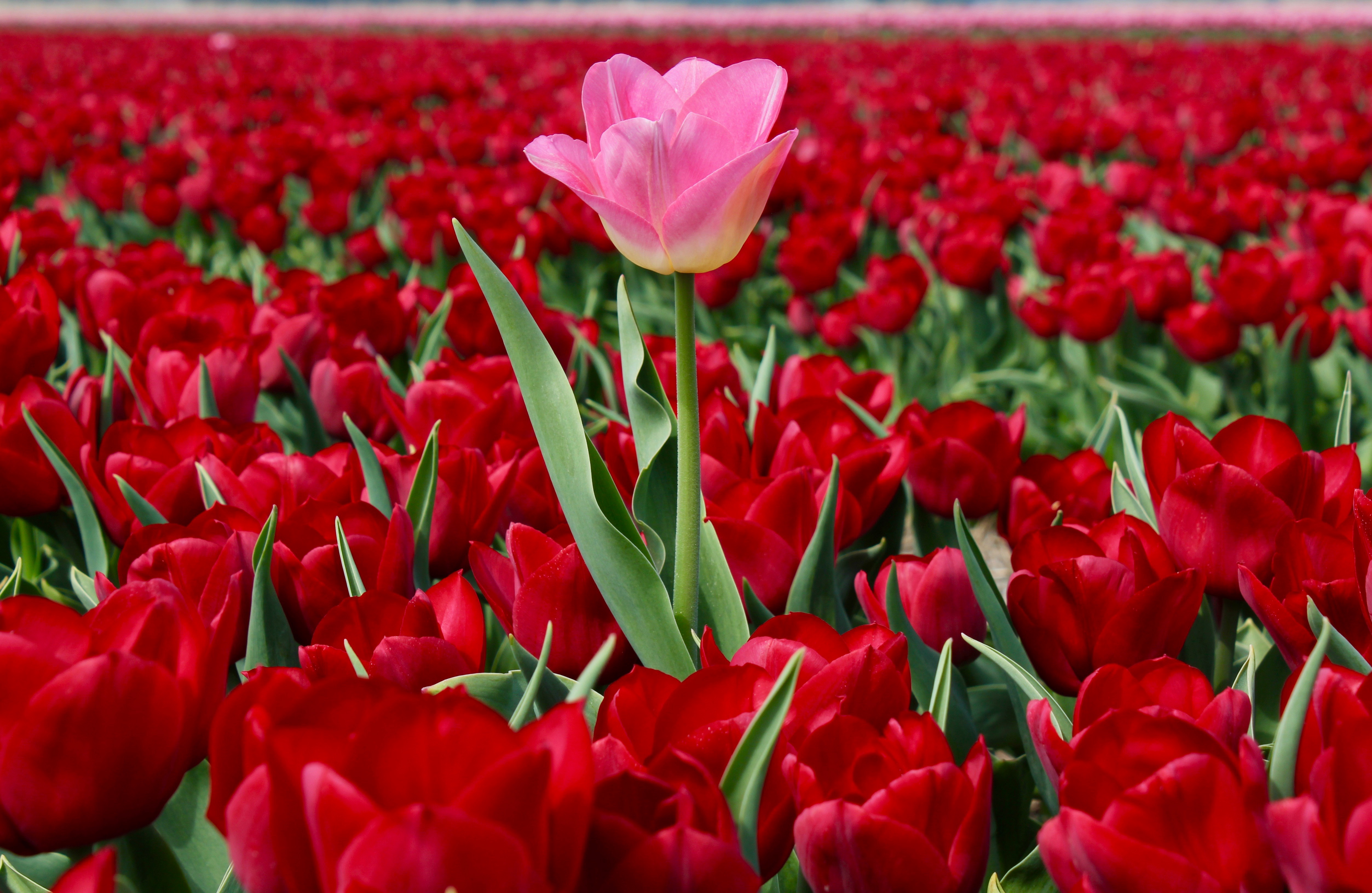 Free download wallpaper Nature, Flowers, Summer, Flower, Close Up, Earth, Tulip, Red Flower, Pink Flower on your PC desktop