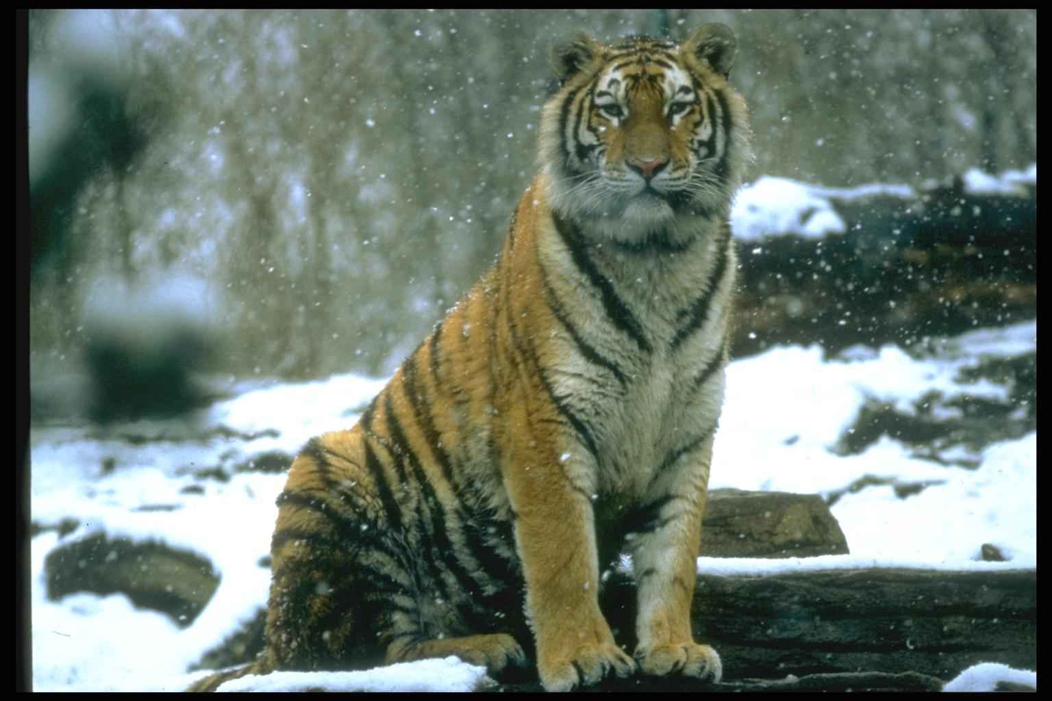 Завантажити шпалери безкоштовно Тварини, Тигри картинка на робочий стіл ПК