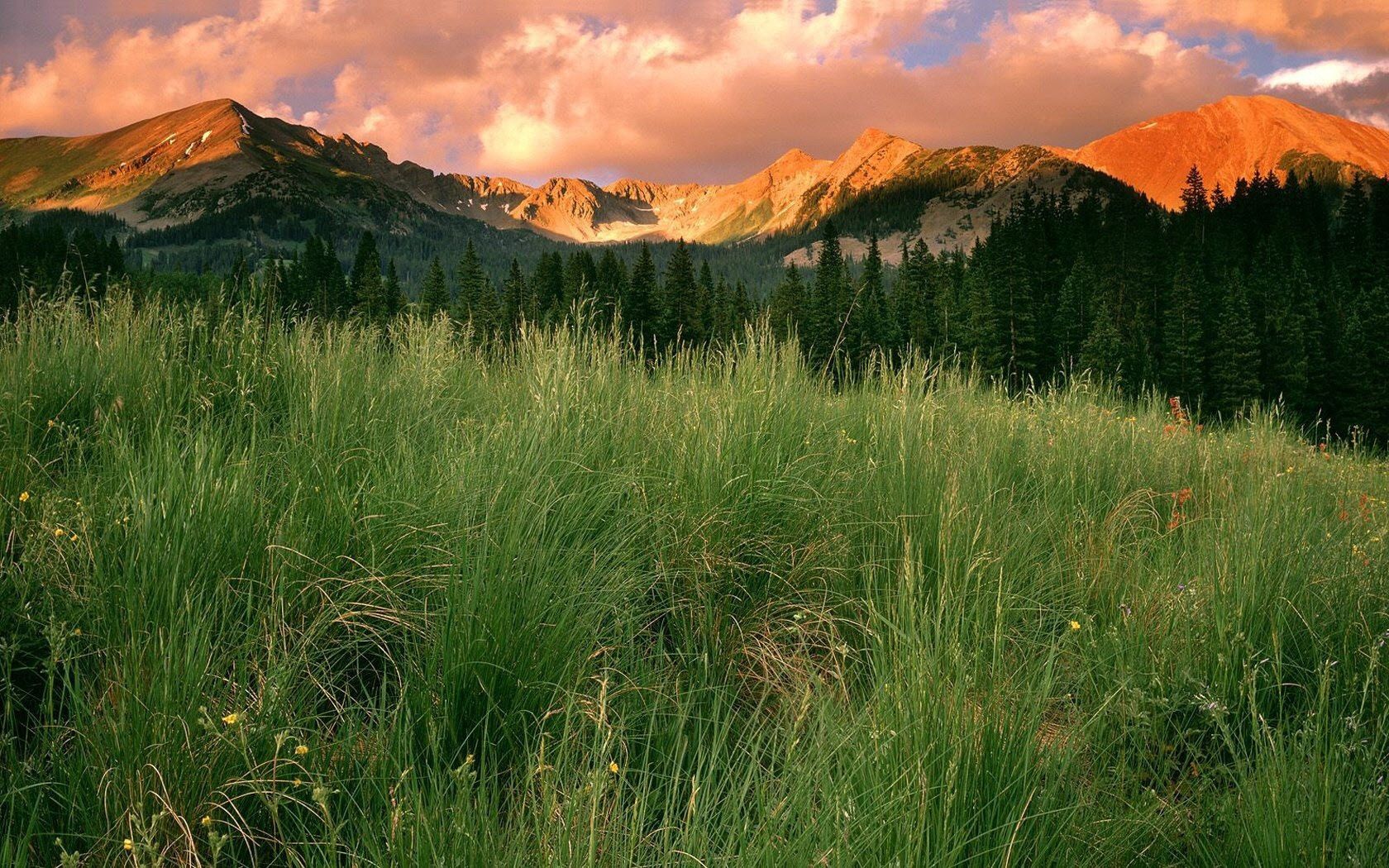 Download mobile wallpaper Grass, Field, Mountains, Forest, Evening, Trees, Nature for free.