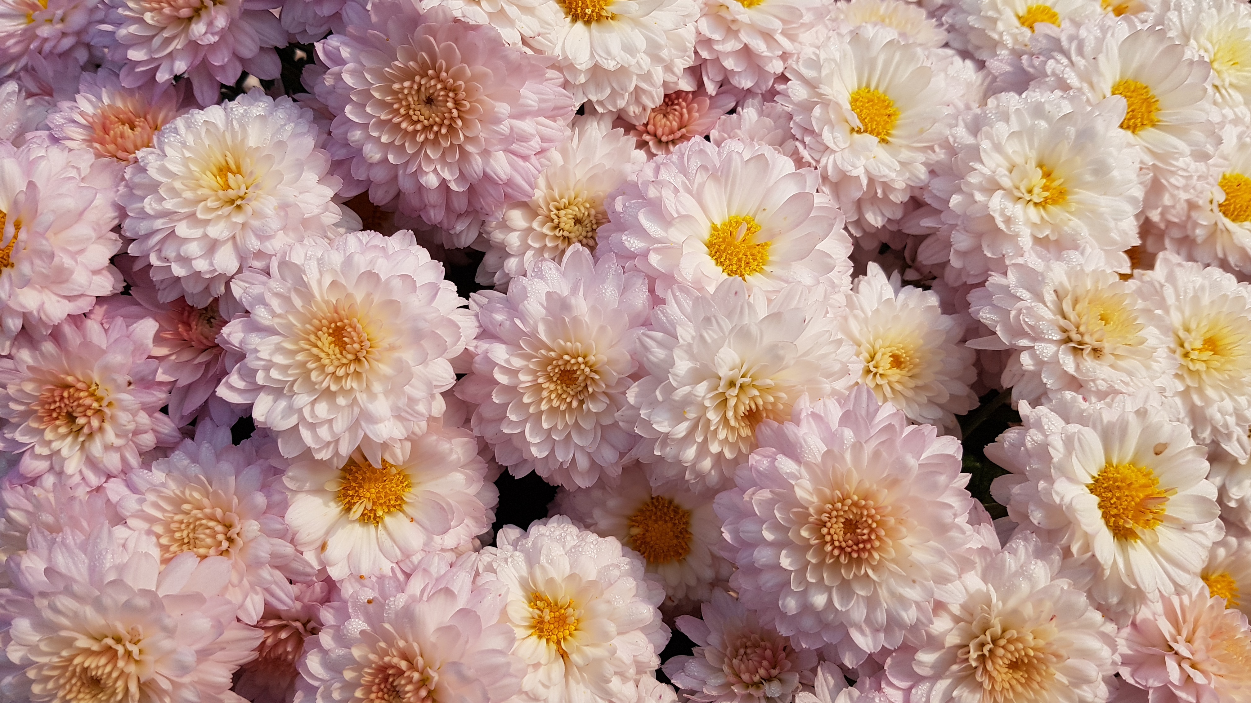 102983 скачать обои хризантемы, цветет, розовый, нежный, цветы - заставки и картинки бесплатно
