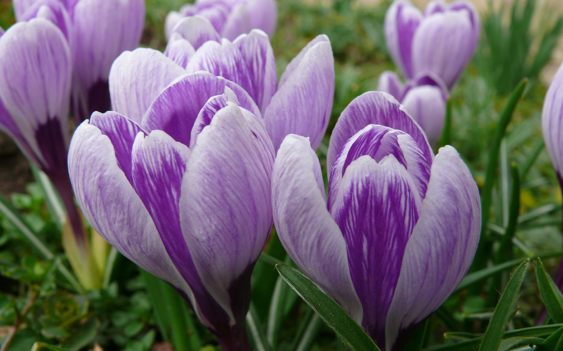 Descarga gratis la imagen Flores, Flor, Azafrán, Flor Purpura, Tierra/naturaleza en el escritorio de tu PC