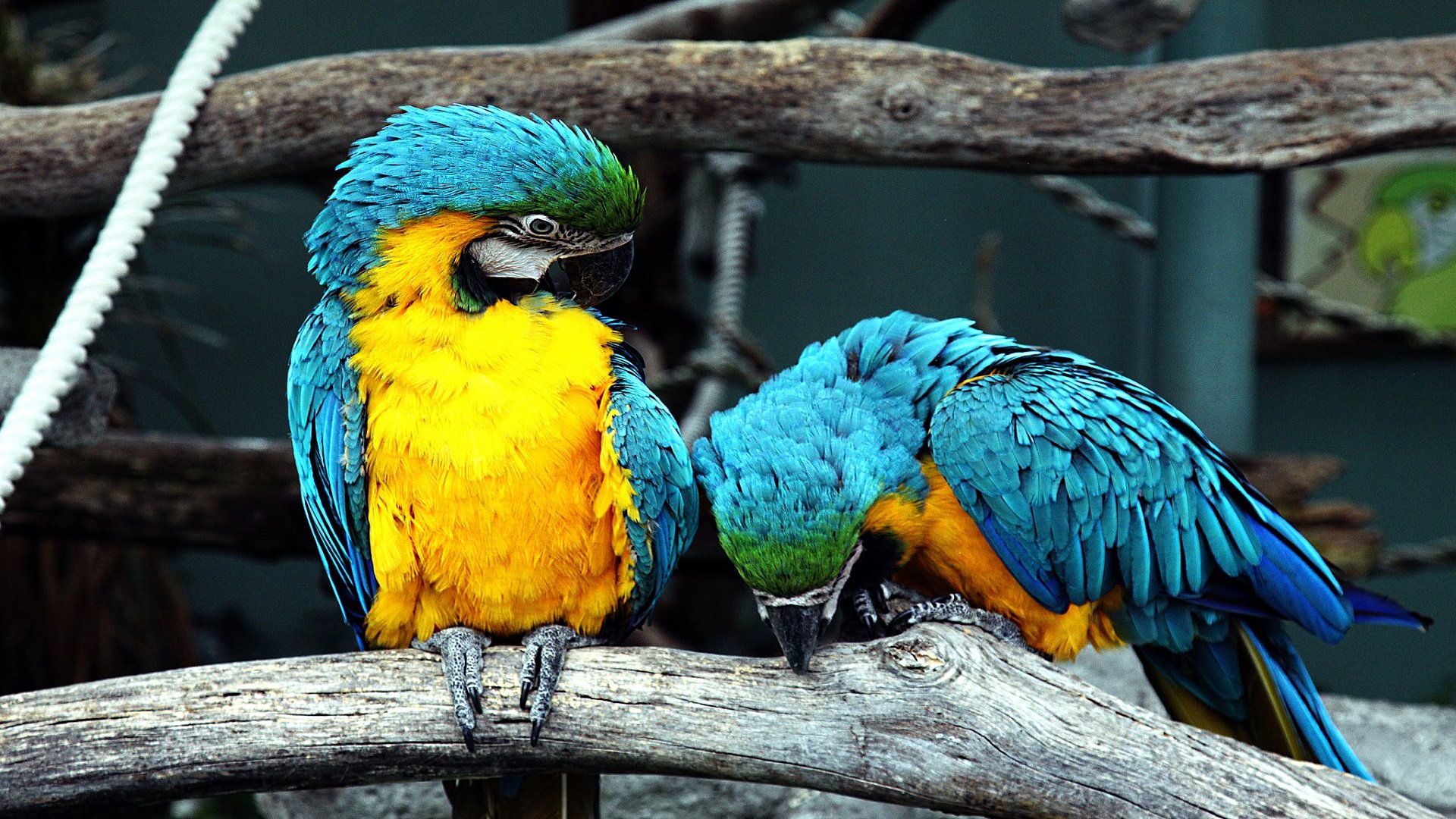Free download wallpaper Blue And Yellow Macaw, Birds, Animal on your PC desktop