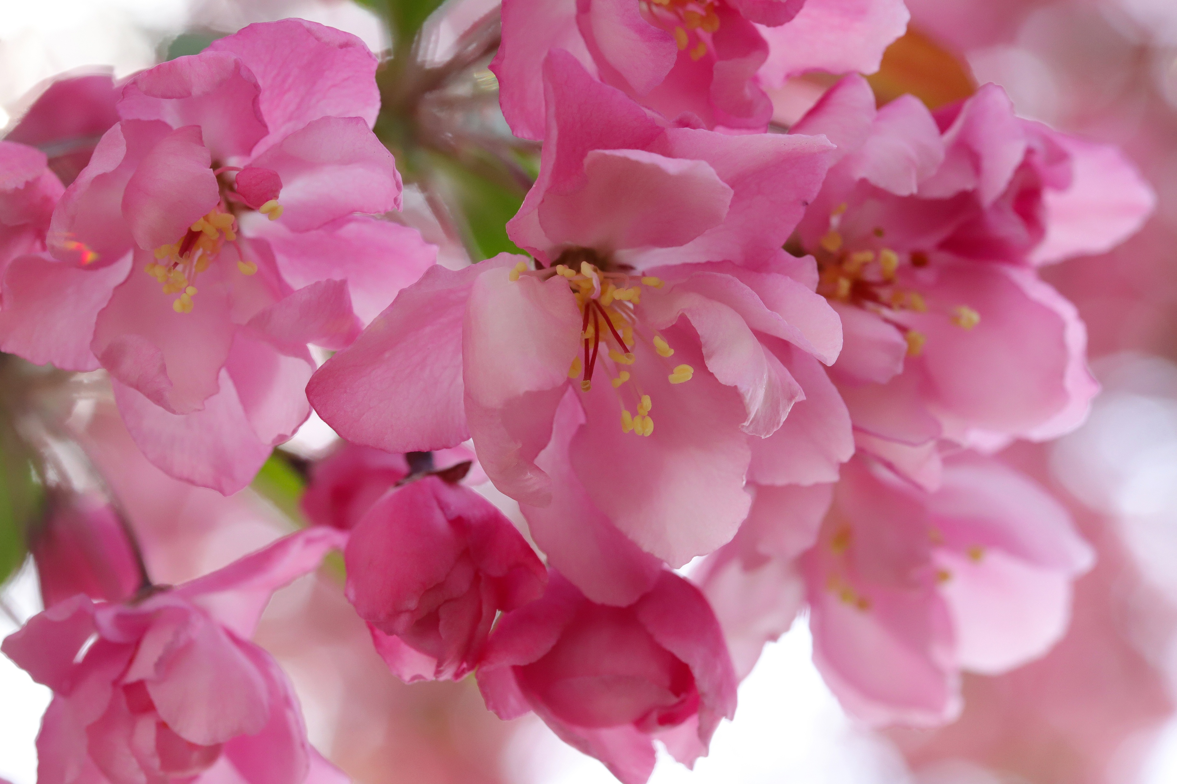 1510629 descargar imagen tierra/naturaleza, florecer, macro, flor rosa, primavera: fondos de pantalla y protectores de pantalla gratis
