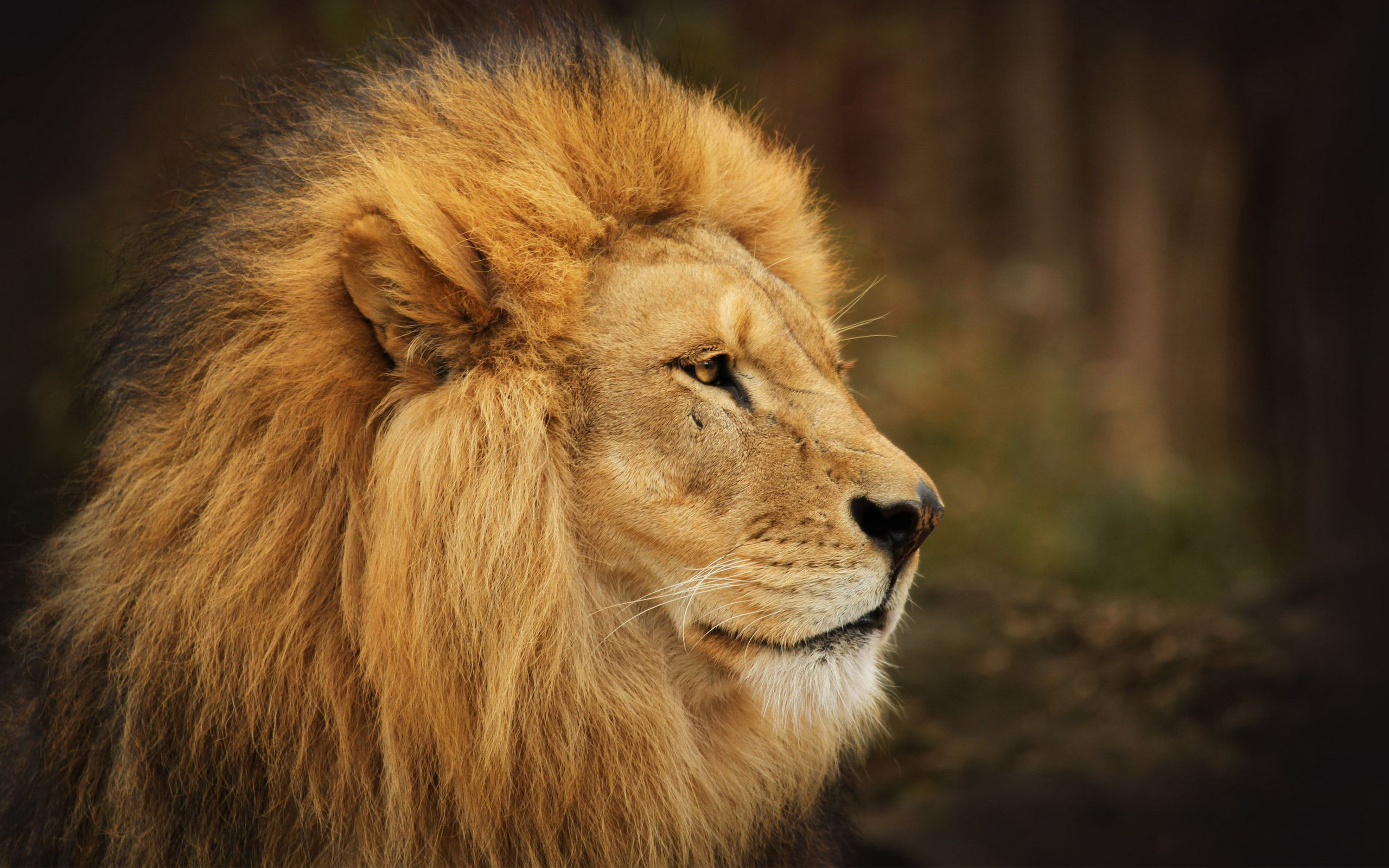 Téléchargez des papiers peints mobile Lion, Chats, Animaux gratuitement.