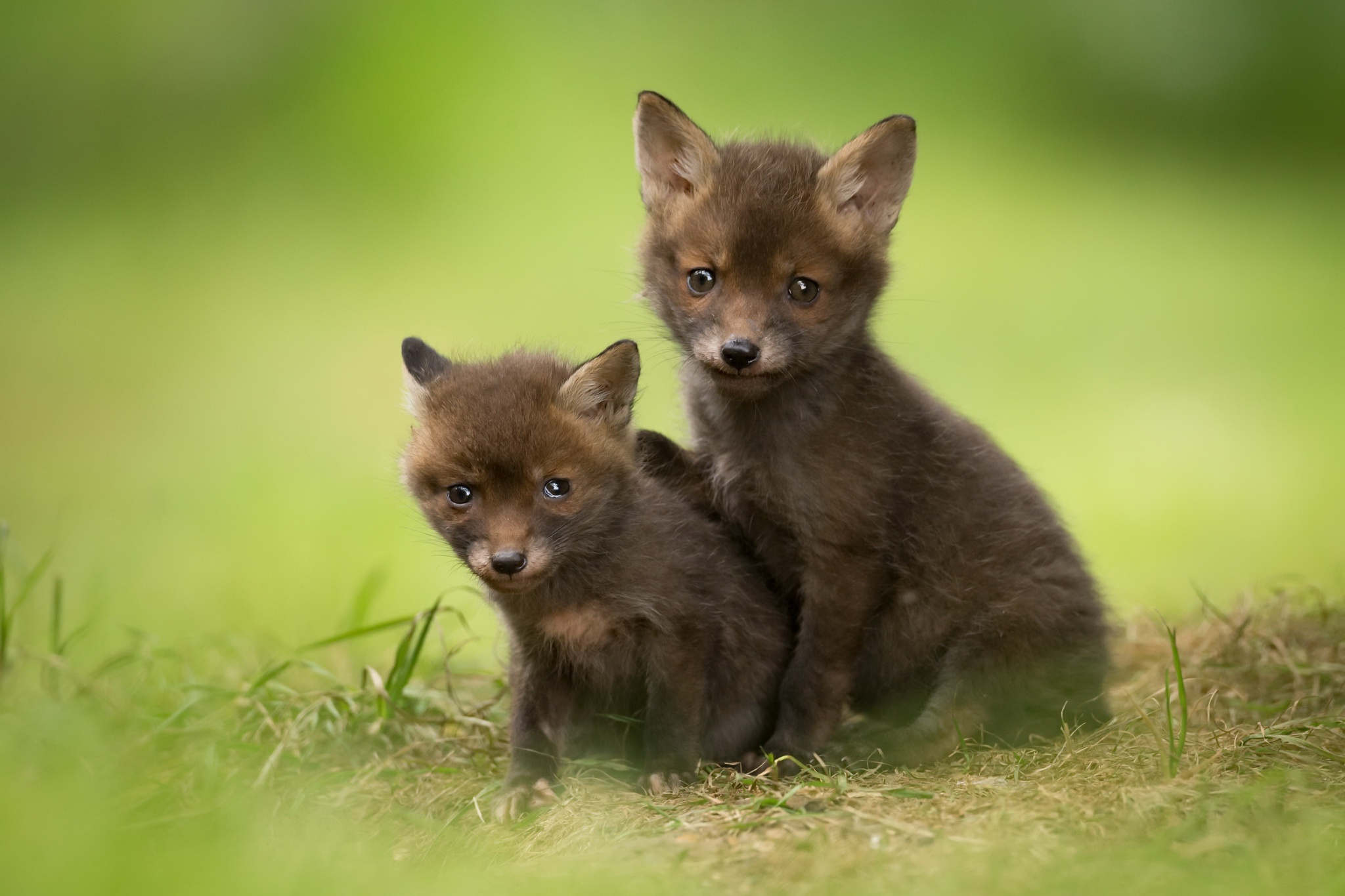 Download mobile wallpaper Fox, Animal, Baby Animal, Cub for free.