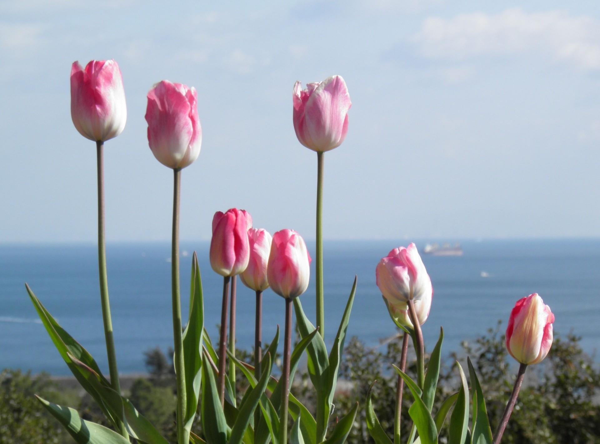 flowers, tulips, horizon, flower bed, flowerbed Full HD