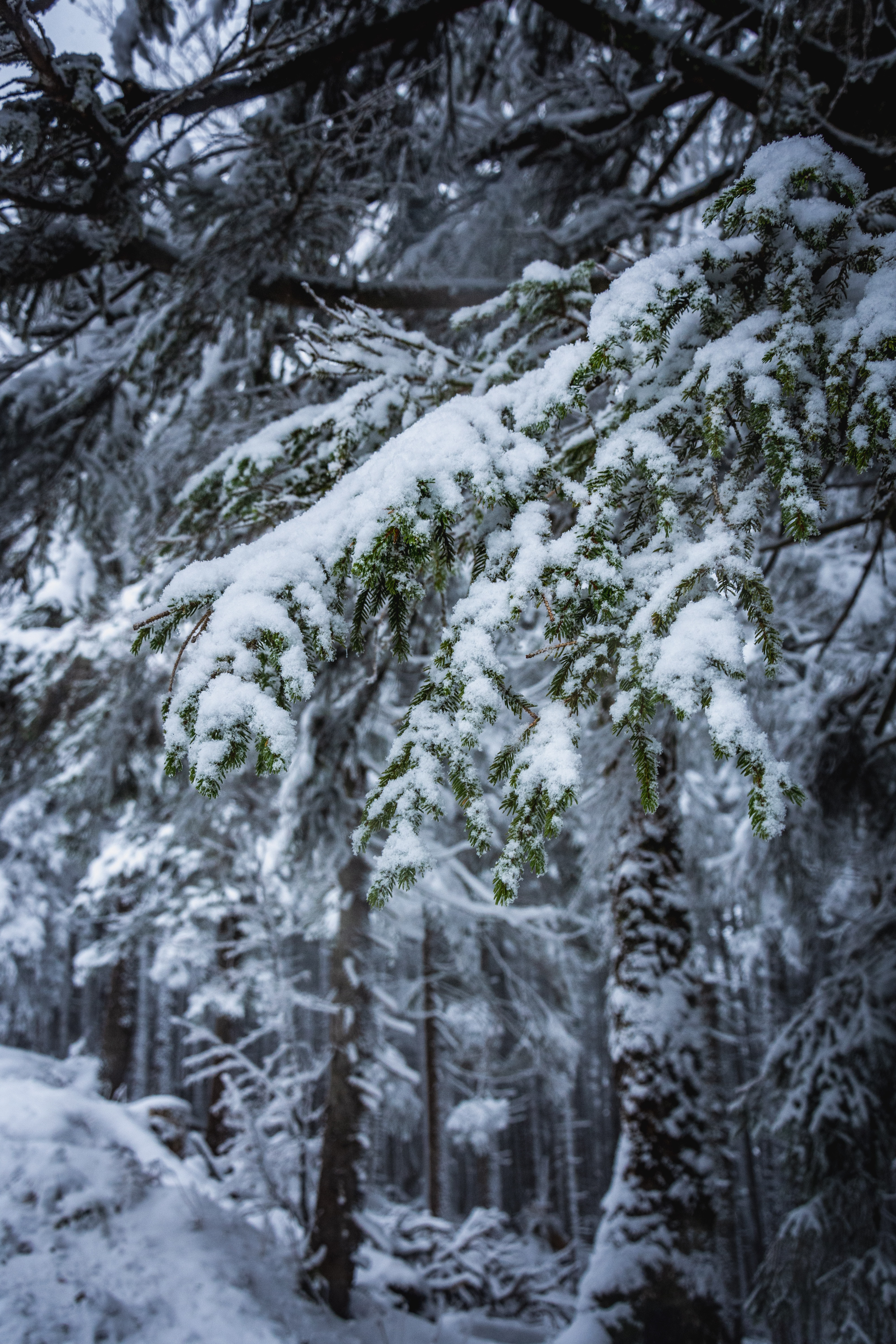 Handy-Wallpaper Natur, Bäume, Geäst, Zweige, Schnee, Winter kostenlos herunterladen.