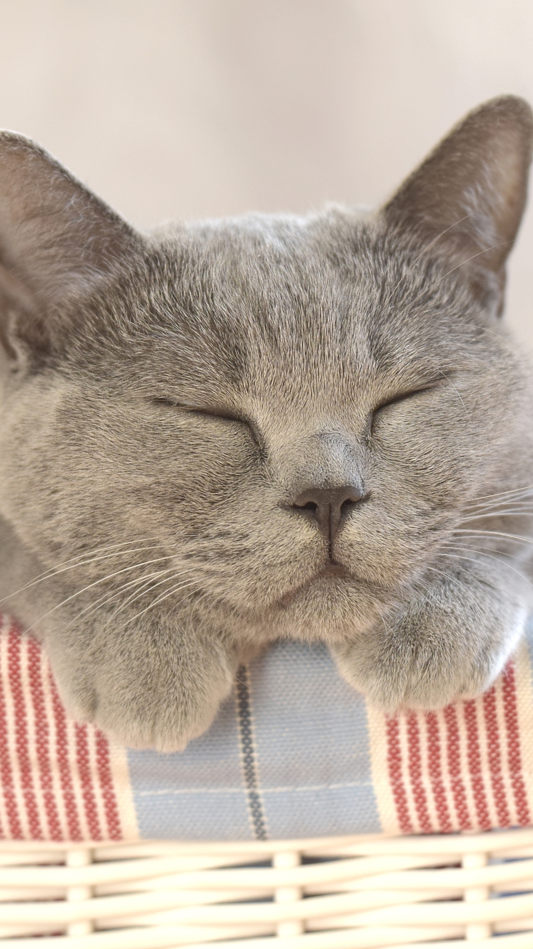 Download mobile wallpaper Cats, Cat, Animal, Sleeping, Cute for free.