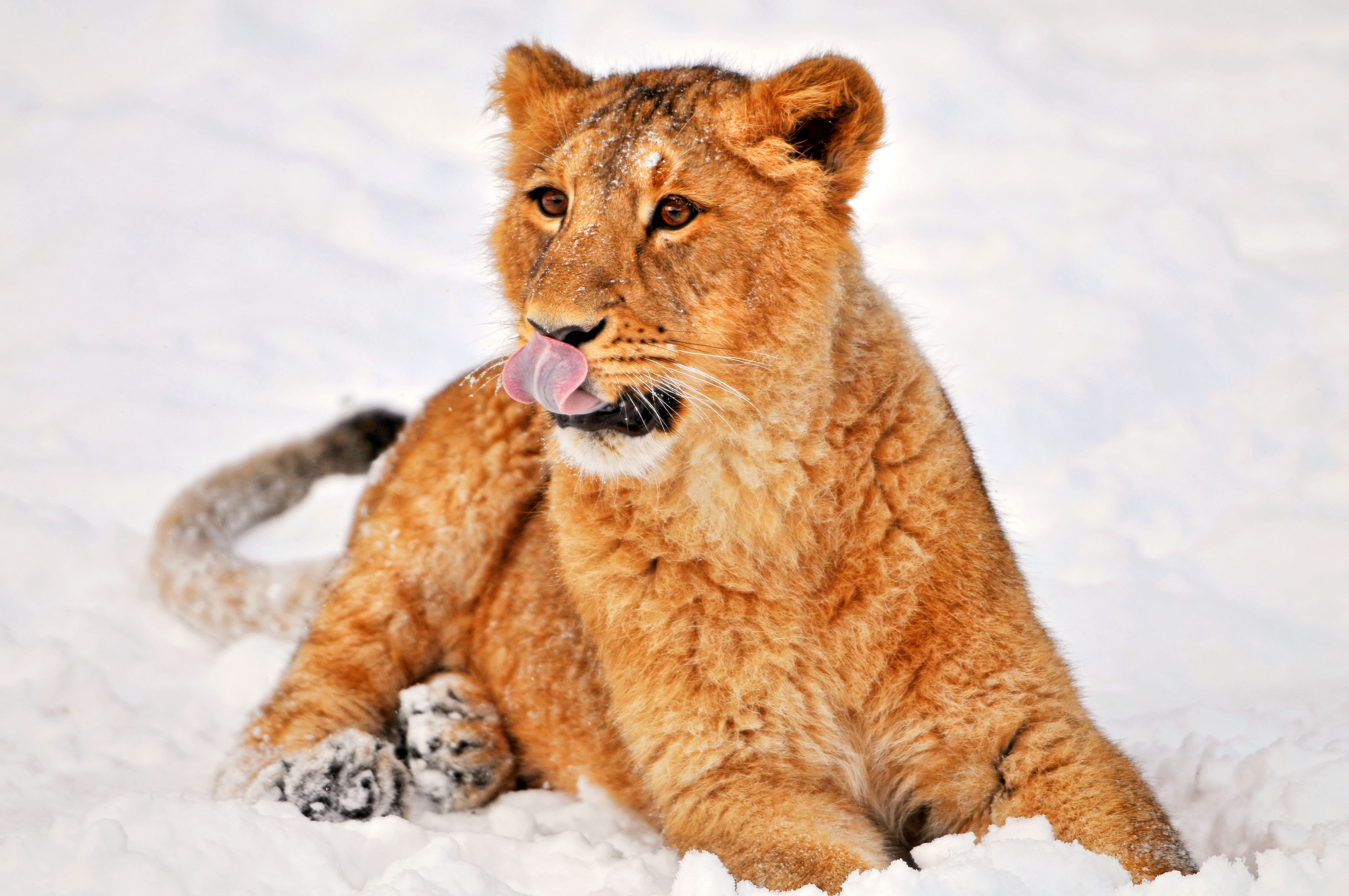 Laden Sie das Liegen, Schnee, Sich Hinlegen, Löwenjunges, Tiere, Löwe-Bild kostenlos auf Ihren PC-Desktop herunter