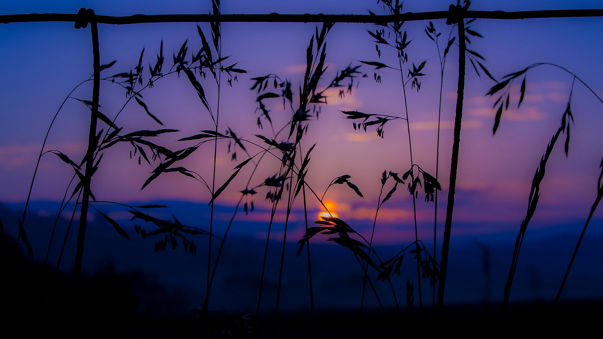 Téléchargez gratuitement l'image Coucher De Soleil, Plante, Terre/nature sur le bureau de votre PC