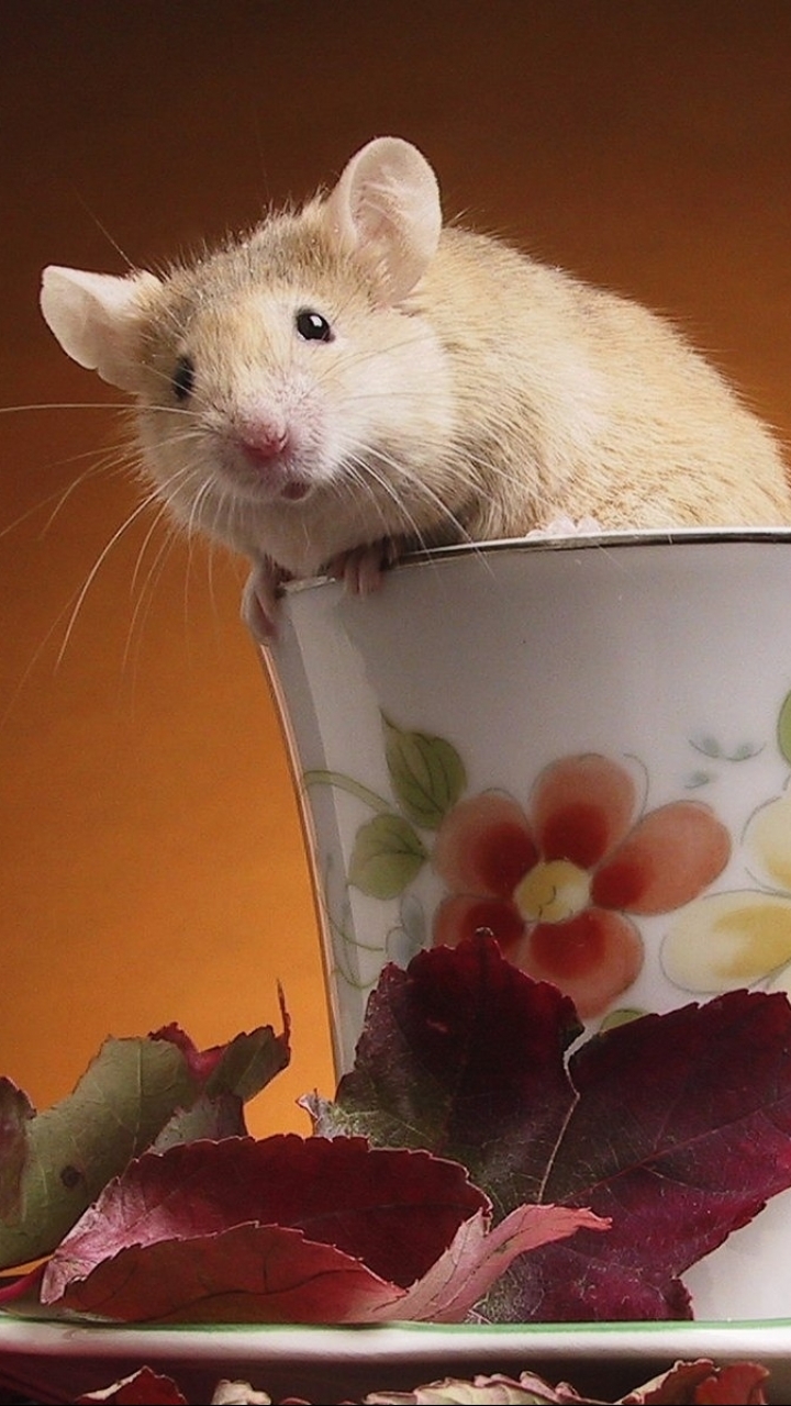 Download mobile wallpaper Animal, Rat for free.