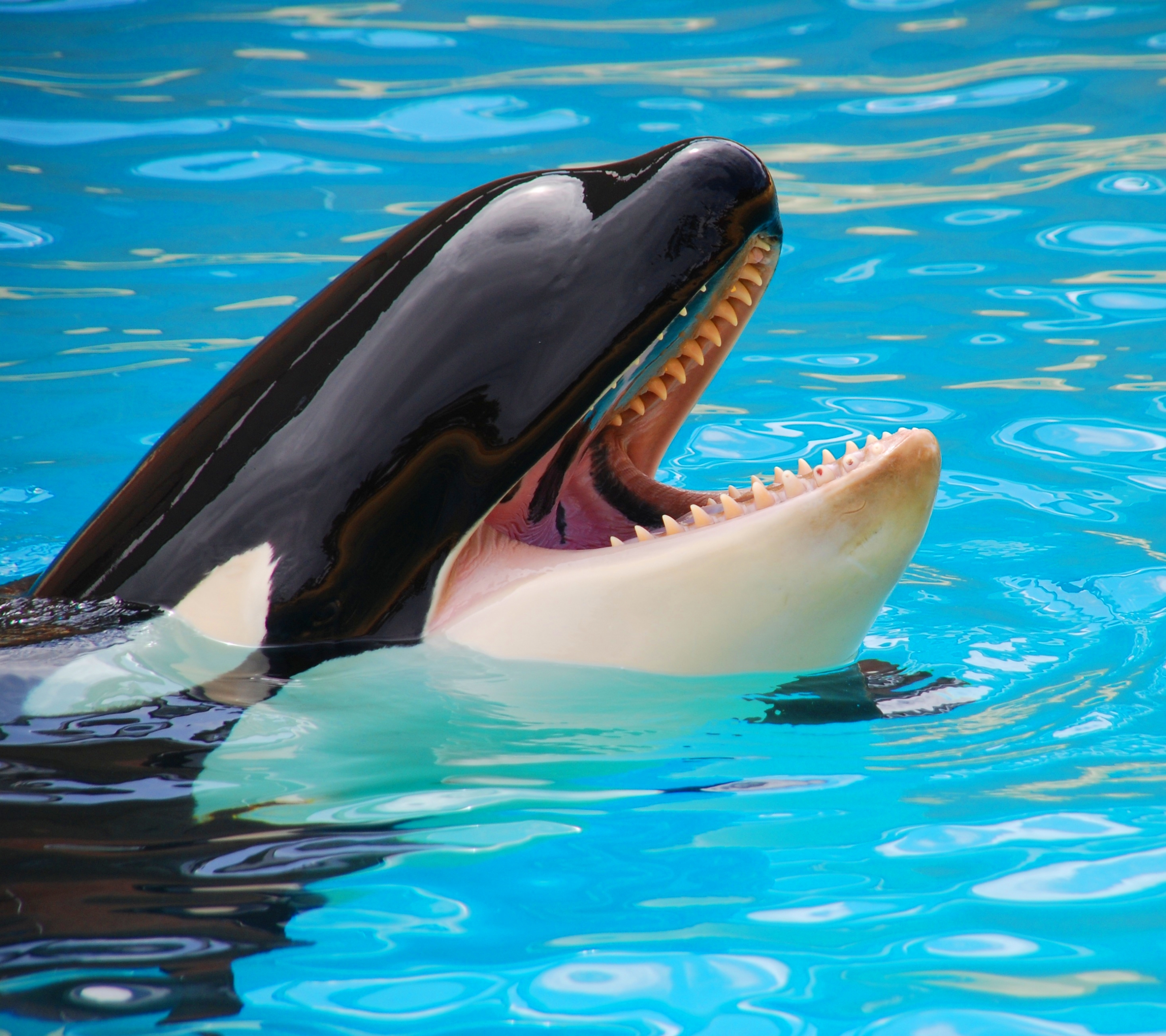 Laden Sie das Tiere, Wal, Killerwal, Orca-Bild kostenlos auf Ihren PC-Desktop herunter