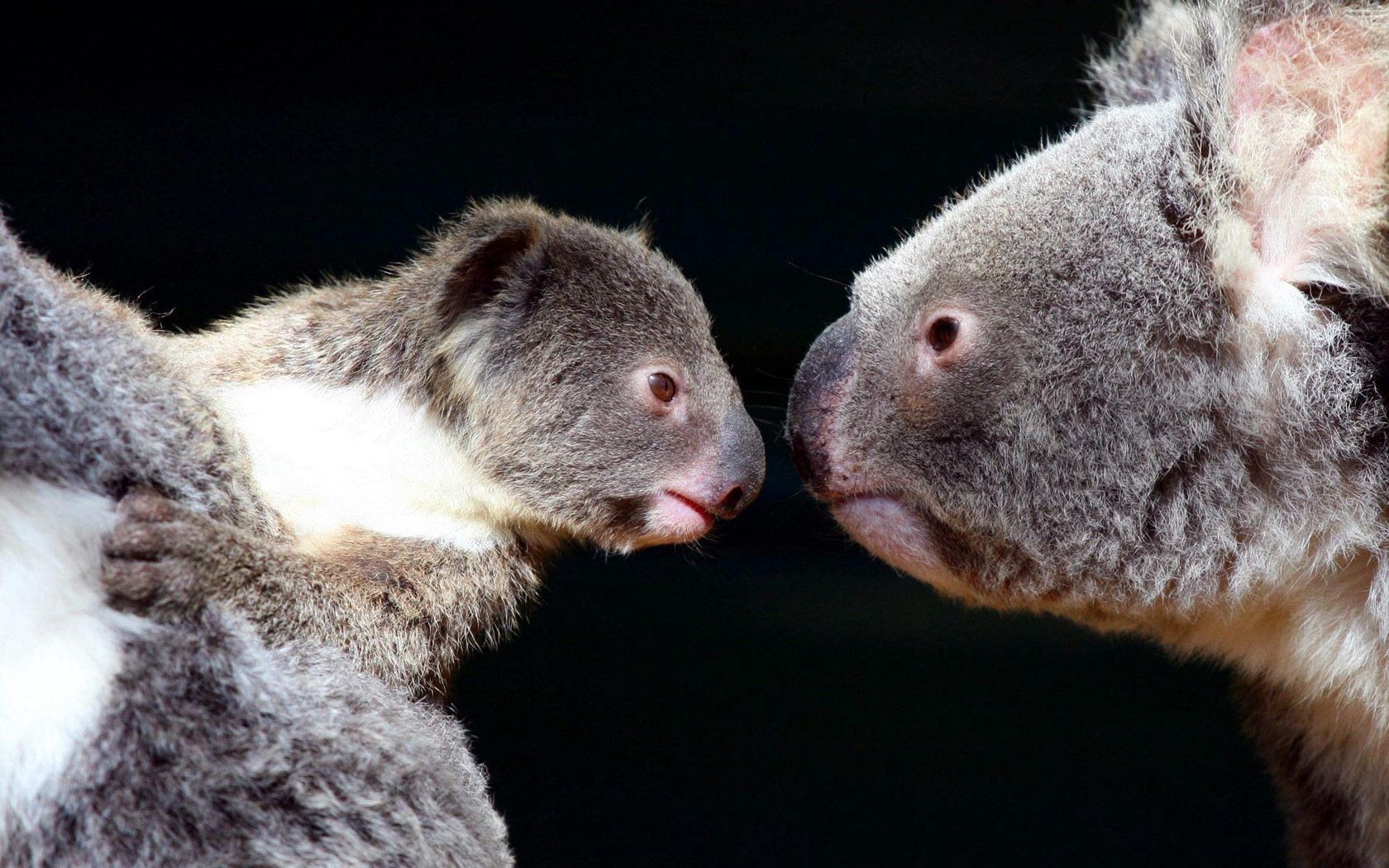 70861 descargar imagen animales, koalas, pareja, par, sensibilidad, ternura: fondos de pantalla y protectores de pantalla gratis
