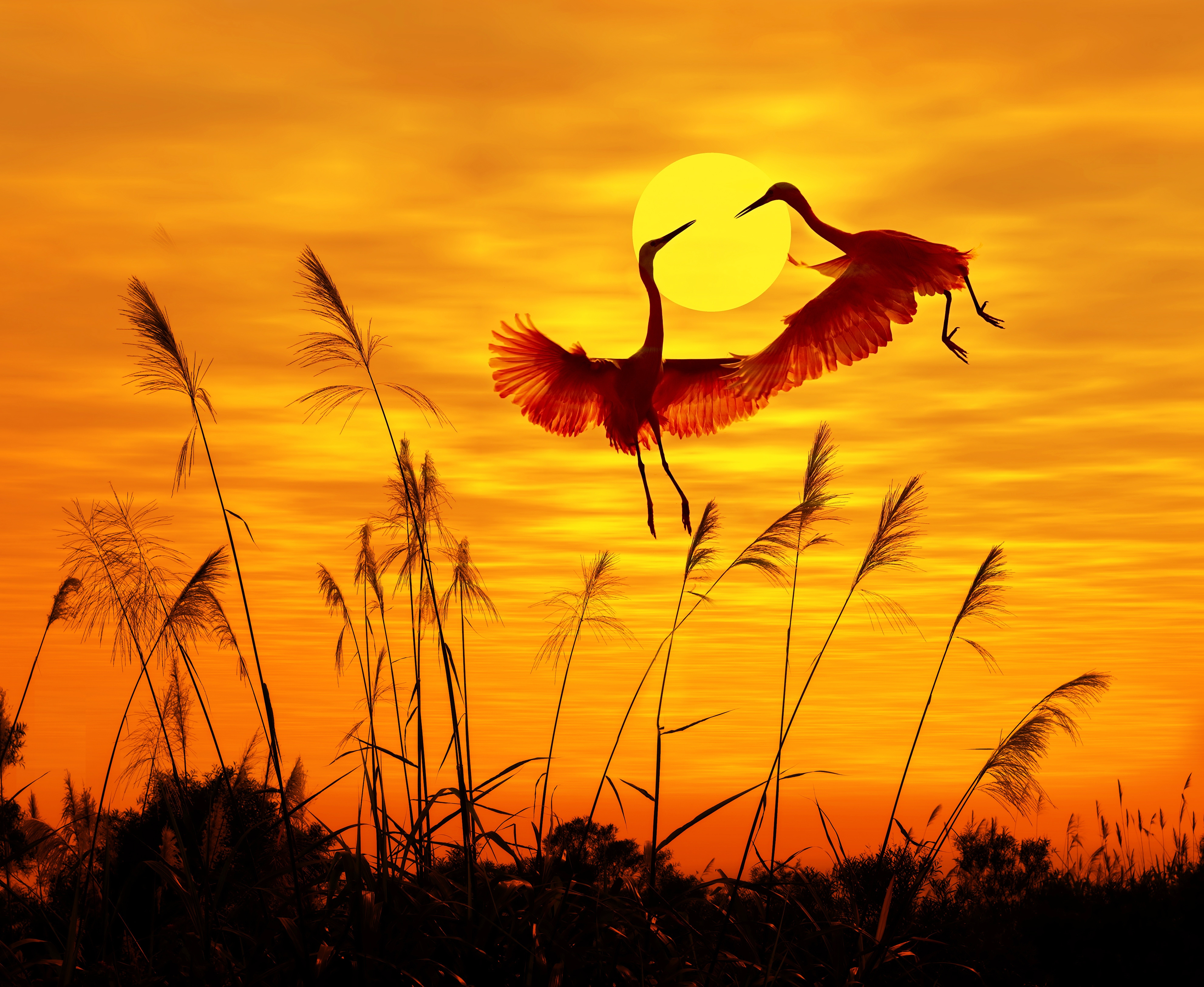 birds, animal, heron, bird, silhouette, sunset