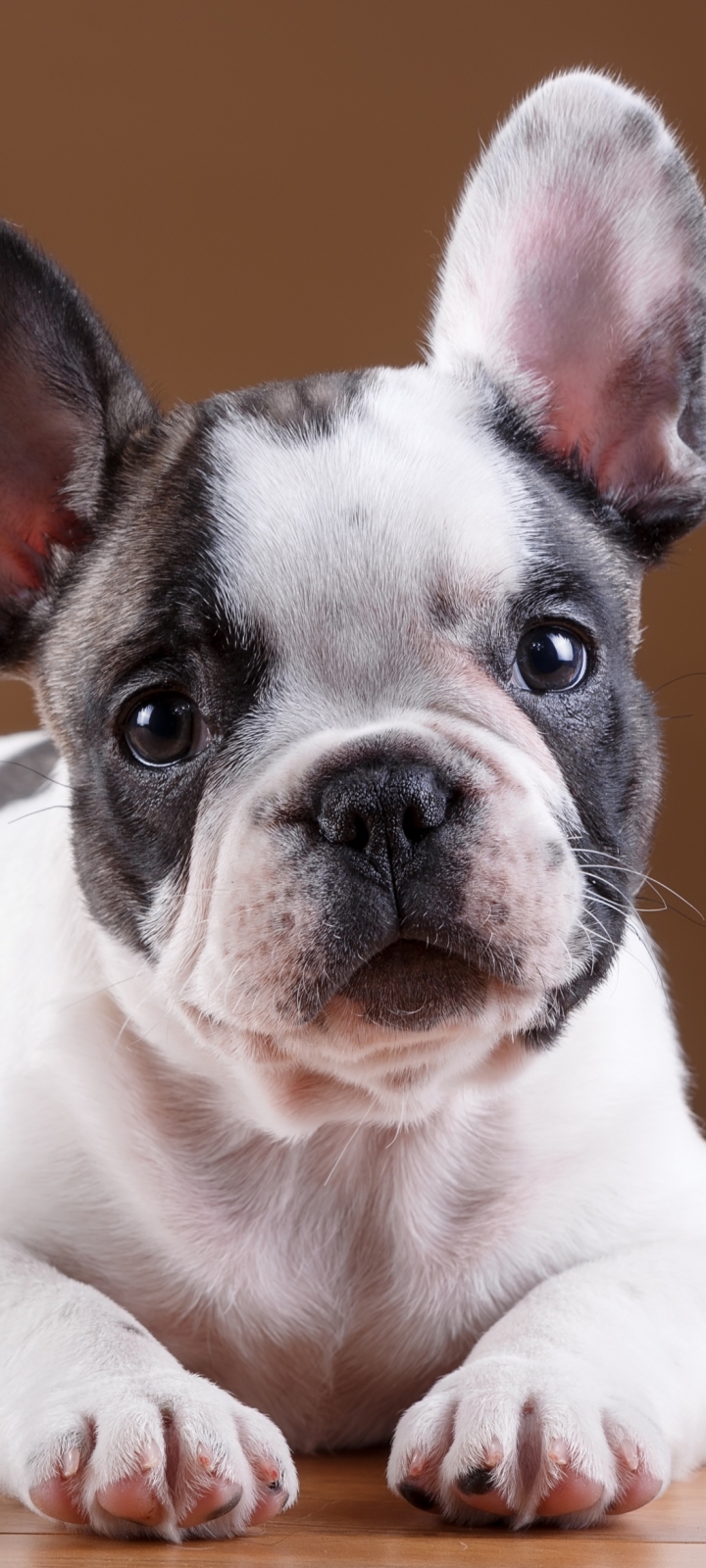 Handy-Wallpaper Tiere, Hunde, Hund, Schnauze, Französisch Bulldogge kostenlos herunterladen.