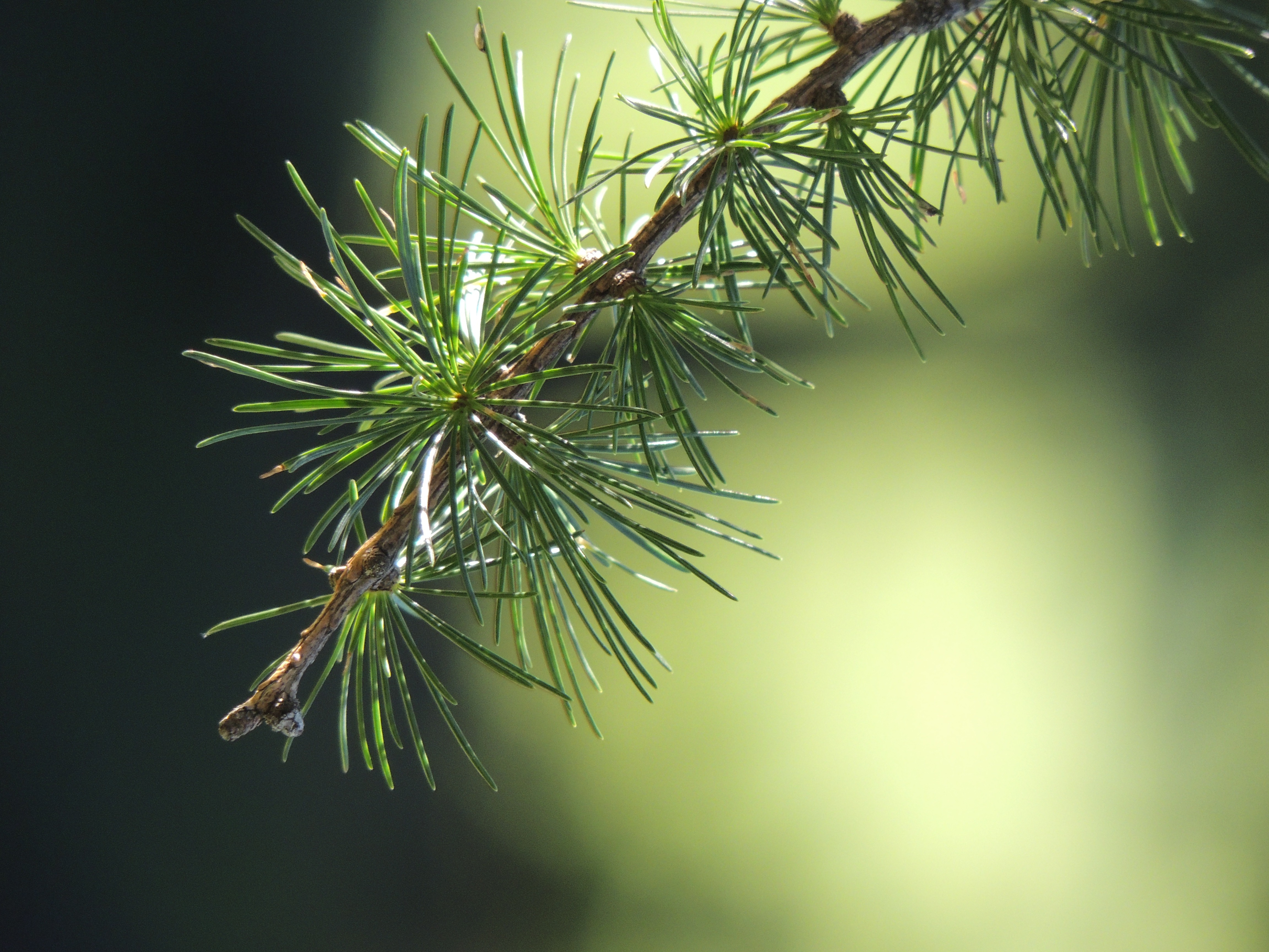 Download mobile wallpaper Fir, Prickles, Thorns, Spruce, Branch, Macro for free.