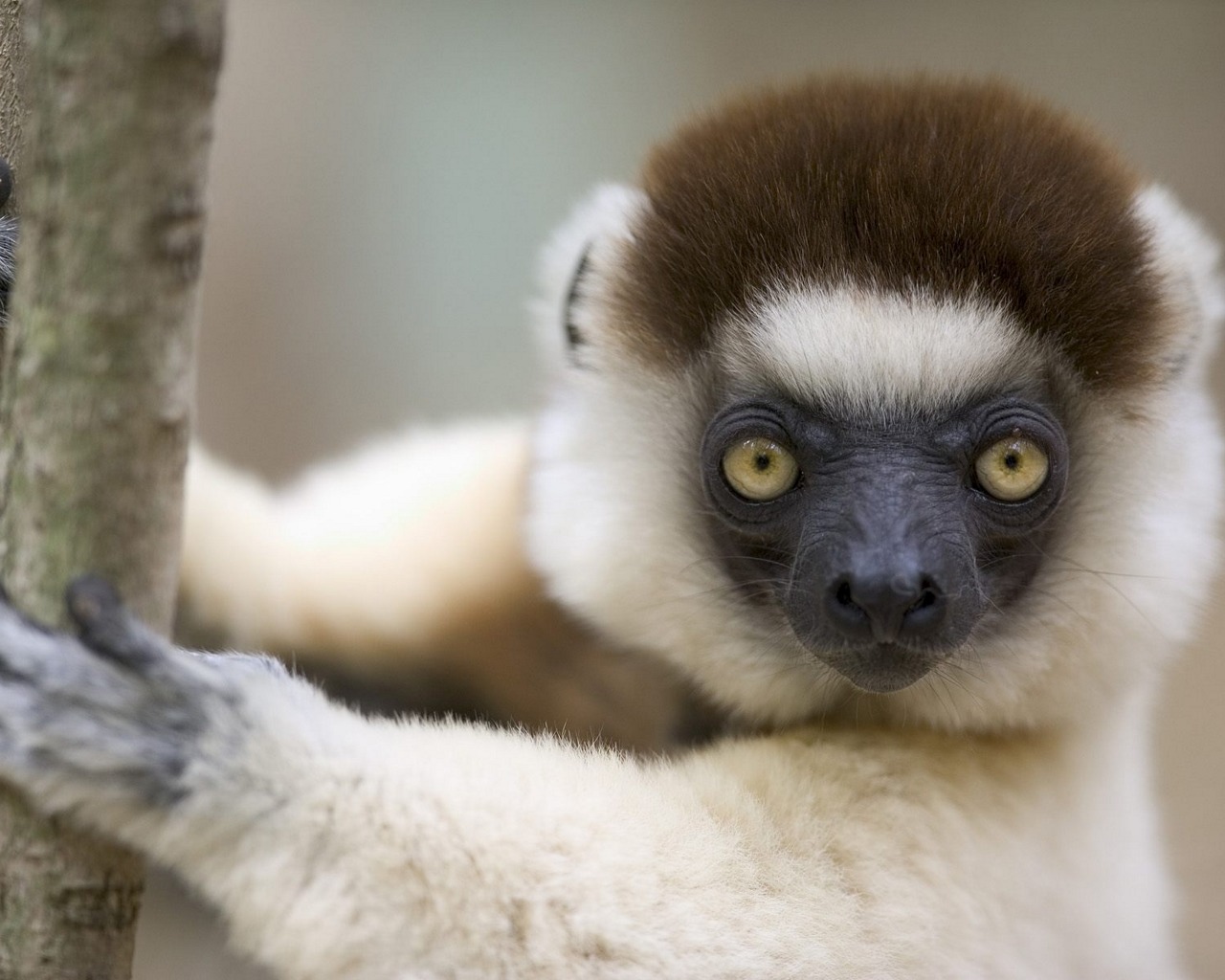 Baixar papel de parede para celular de Animais, Macaco gratuito.