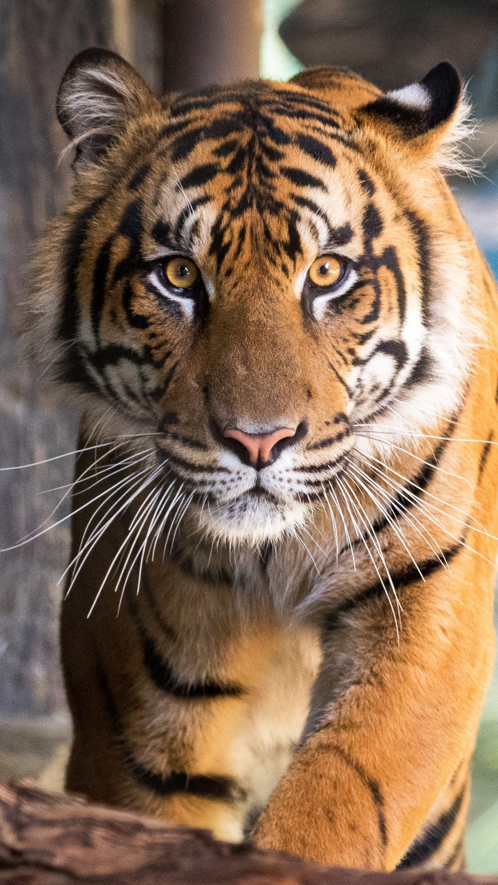 Handy-Wallpaper Tiere, Katzen, Tiger kostenlos herunterladen.