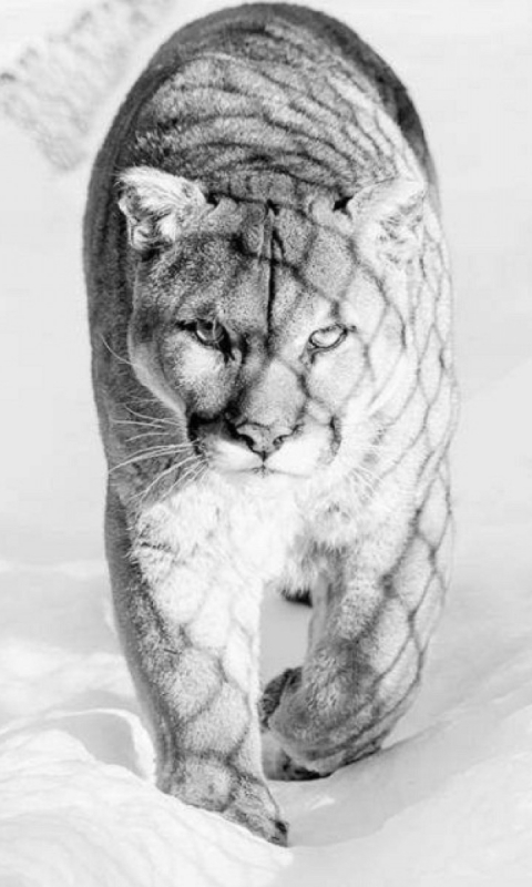 Download mobile wallpaper Cats, Animal, Cougar for free.