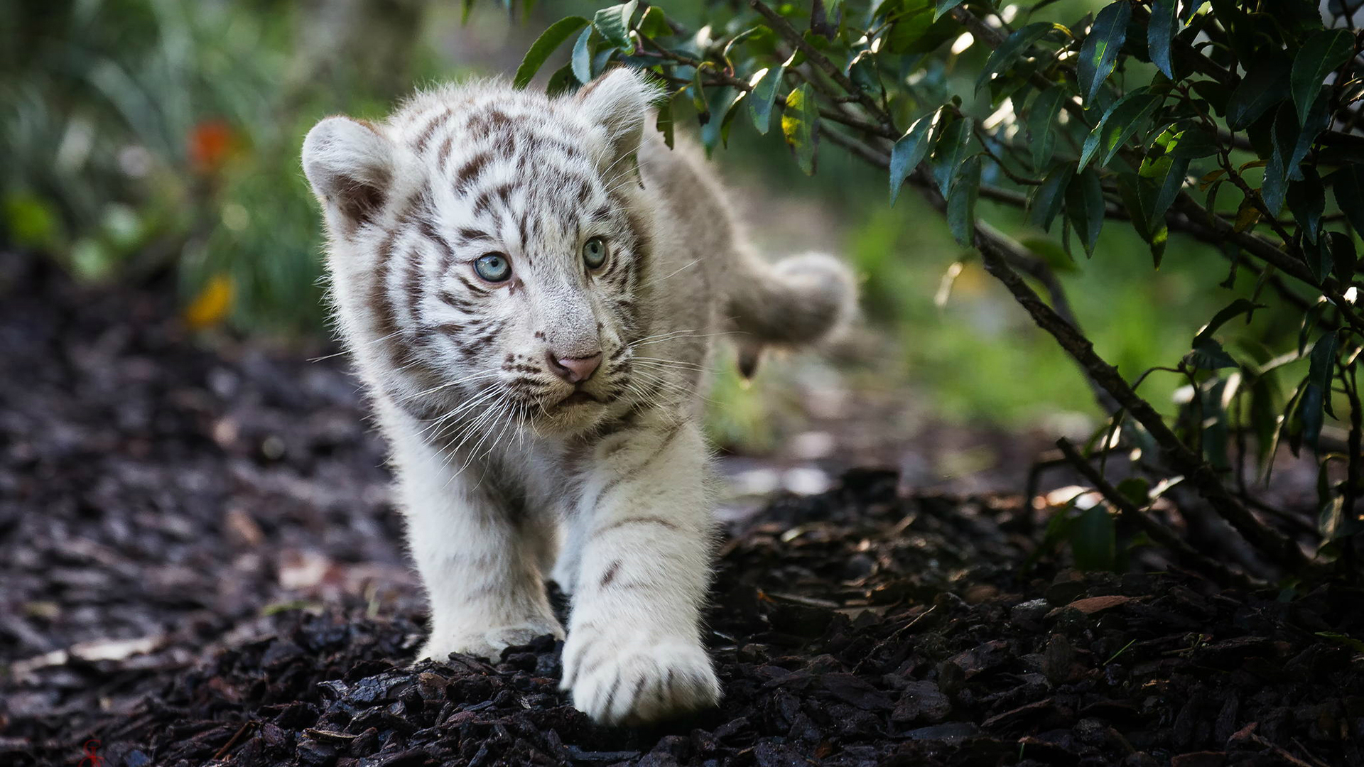 Laden Sie das Tiere, Katzen, Süß, Tiger, Weißer Tiger, Blaue Augen, Tierbaby, Jungtier-Bild kostenlos auf Ihren PC-Desktop herunter