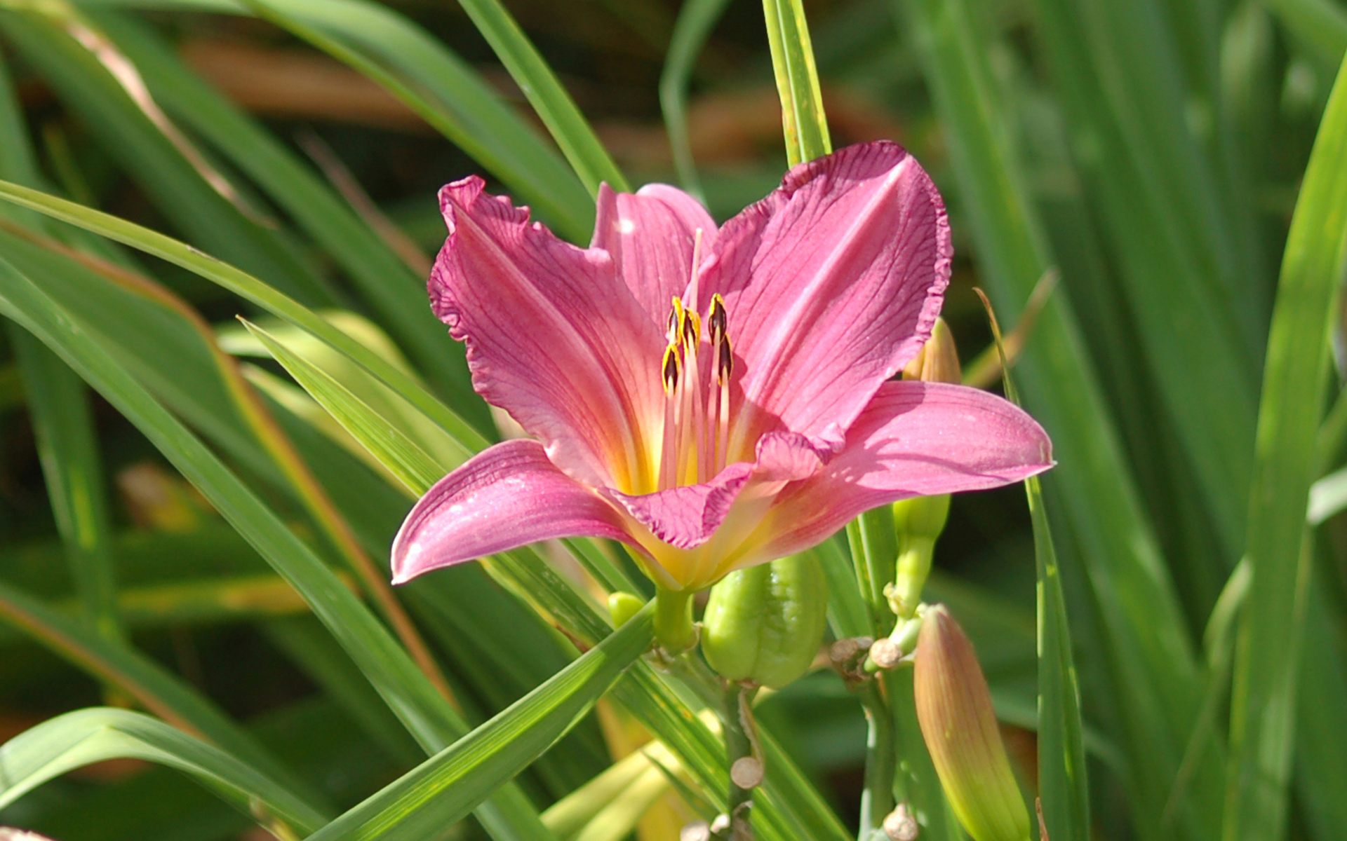 Laden Sie das Blumen, Blume, Lilie, Erde/natur, Taglilie-Bild kostenlos auf Ihren PC-Desktop herunter