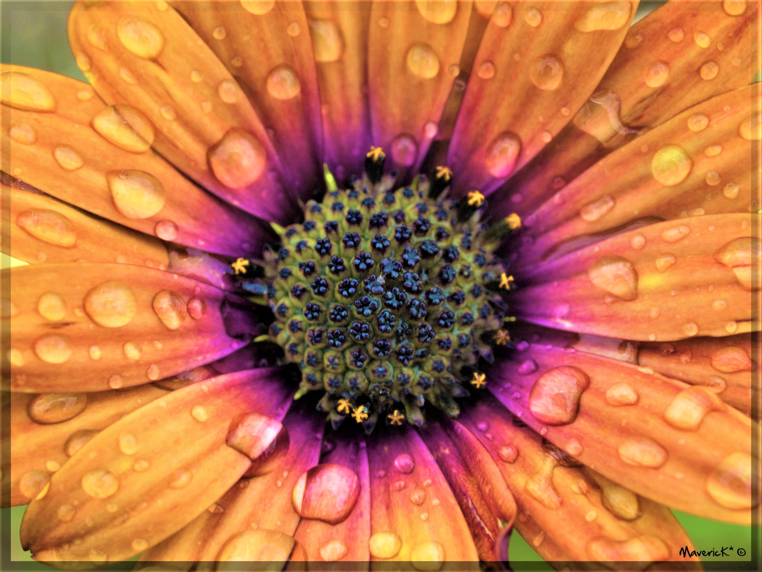 Téléchargez gratuitement l'image Fleurs, Fleur, Fermer, Marguerite, Terre/nature, Goutte D'eau, Fleur D'oranger sur le bureau de votre PC