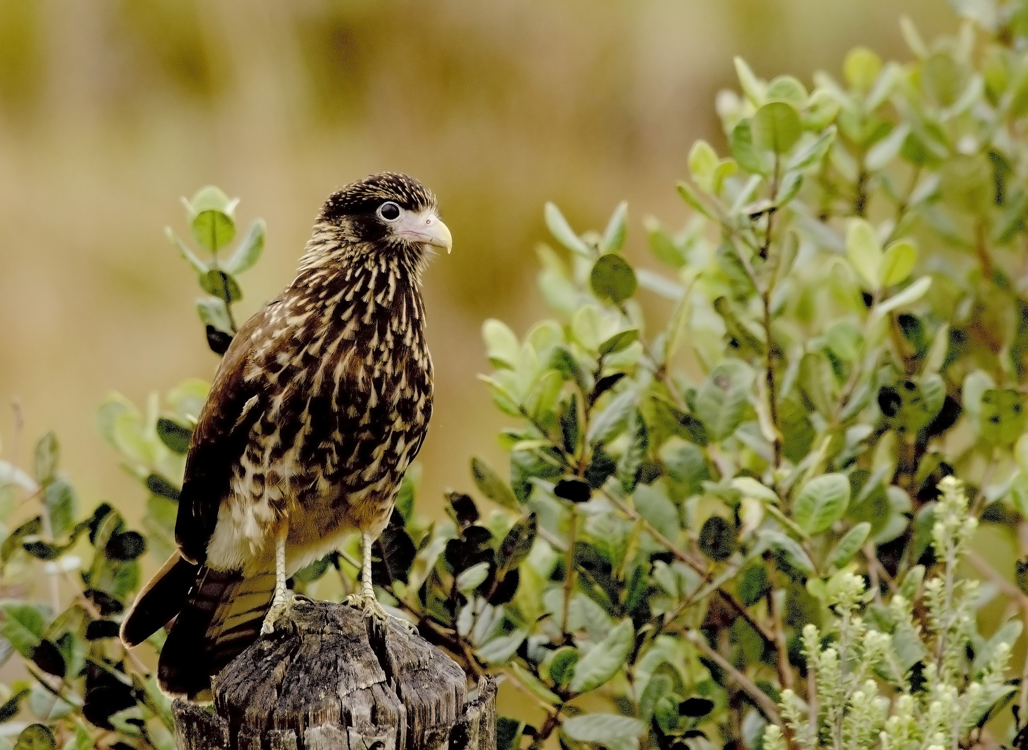 Laden Sie das Vogel, Vögel, Tiere-Bild kostenlos auf Ihren PC-Desktop herunter