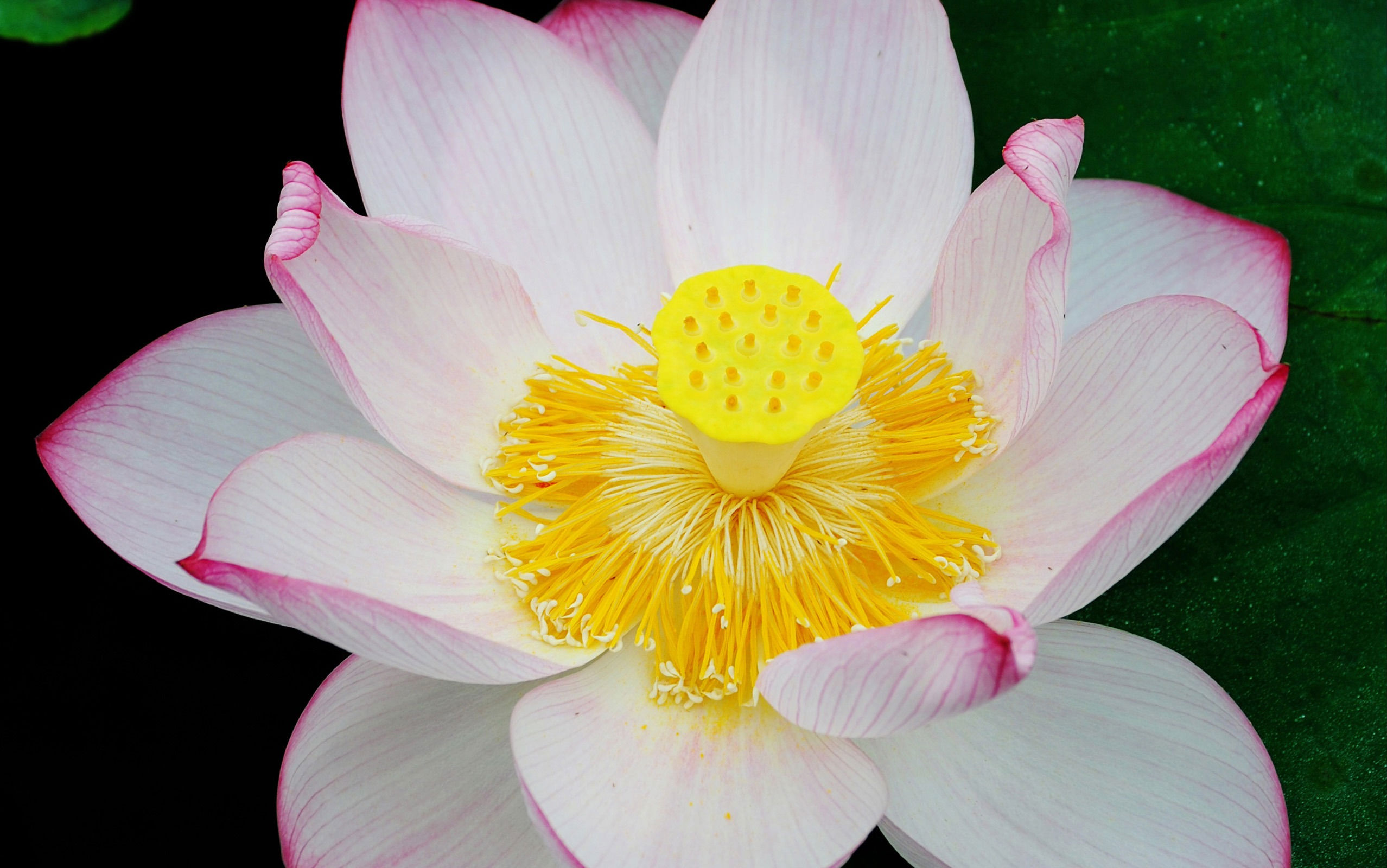 Téléchargez des papiers peints mobile Lotus, Fleurs, Fleur, Terre/nature gratuitement.