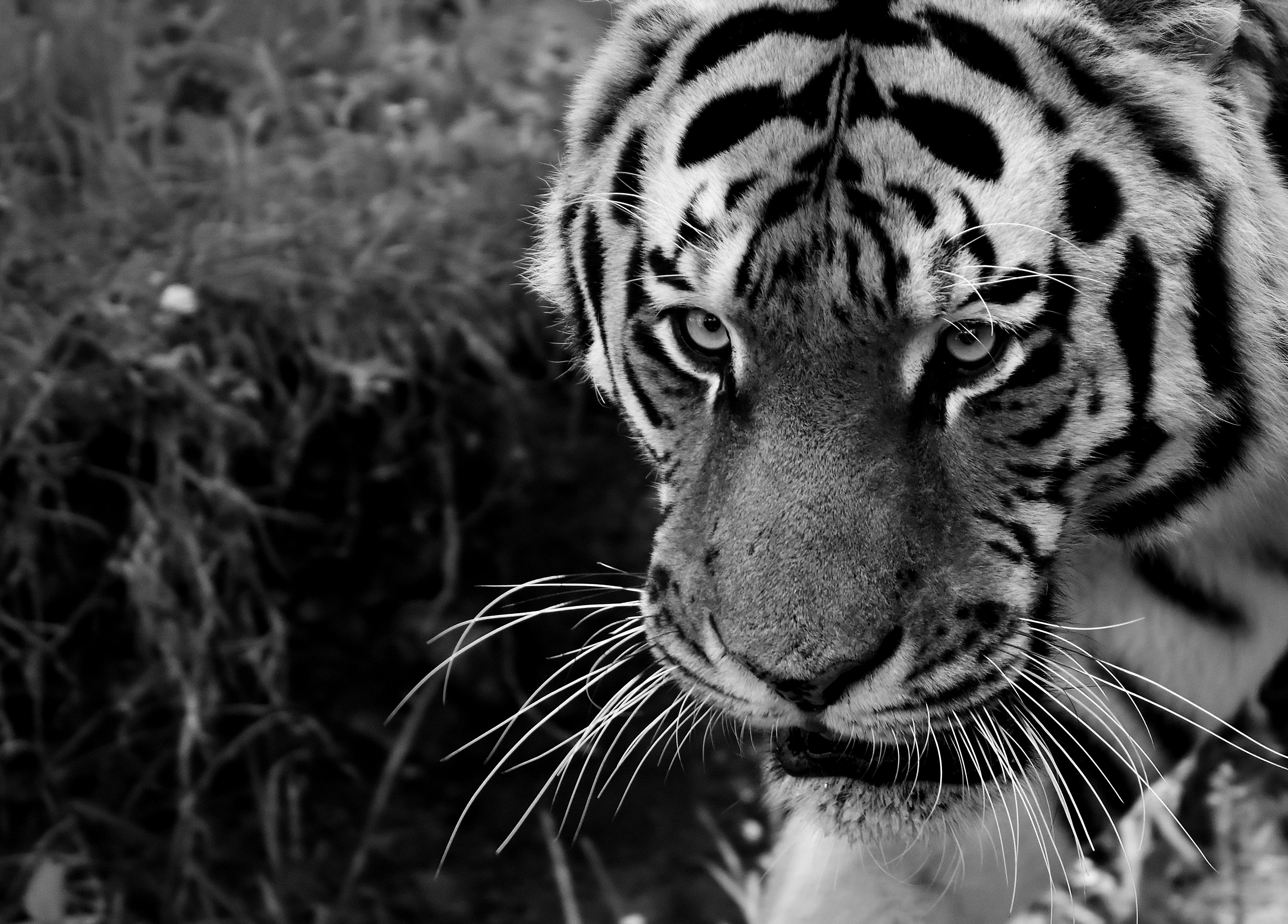 tiger, animals, muzzle, predator, sight, opinion, bw, chb