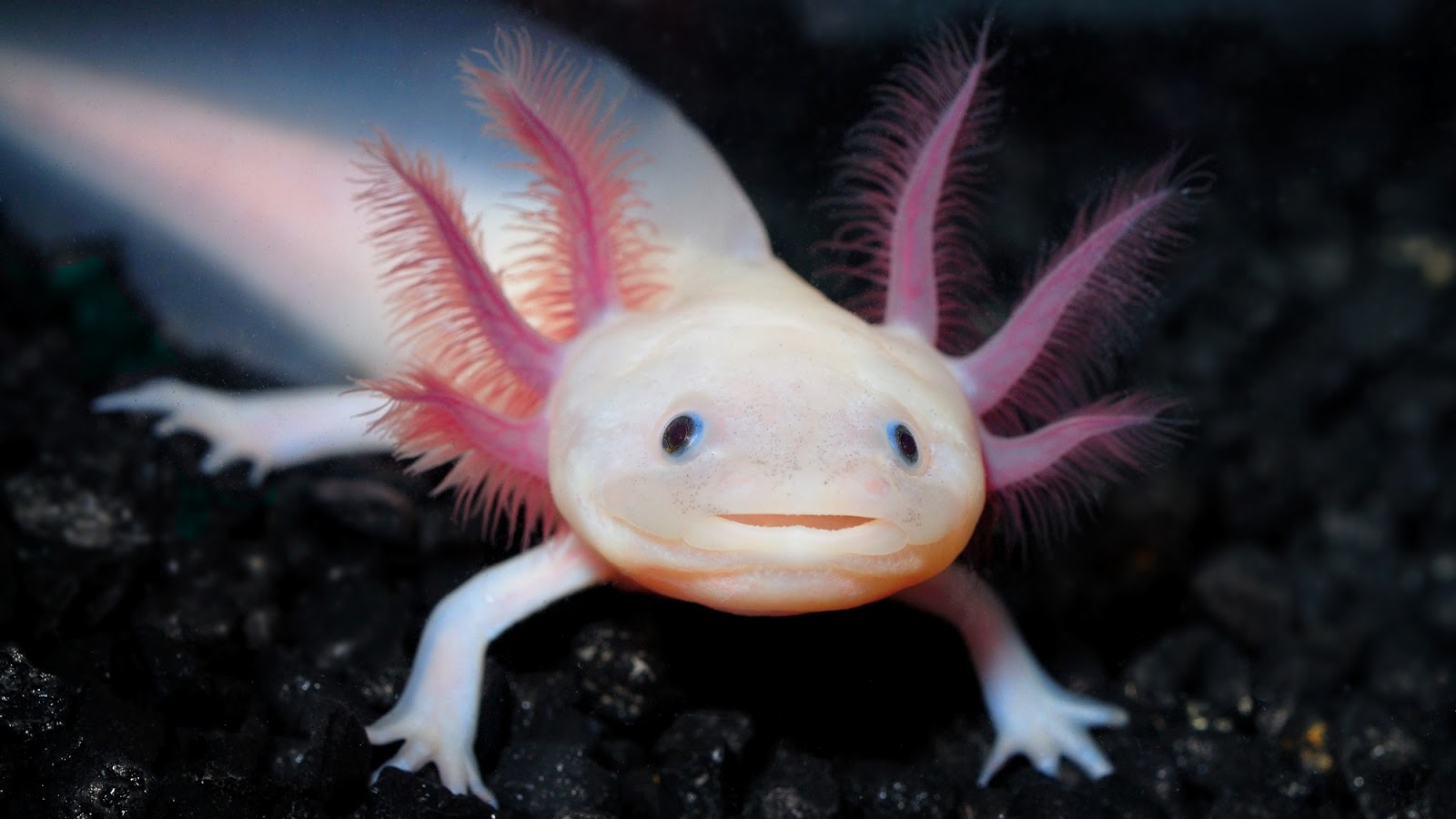 668165 Bild herunterladen tiere, axolotl - Hintergrundbilder und Bildschirmschoner kostenlos