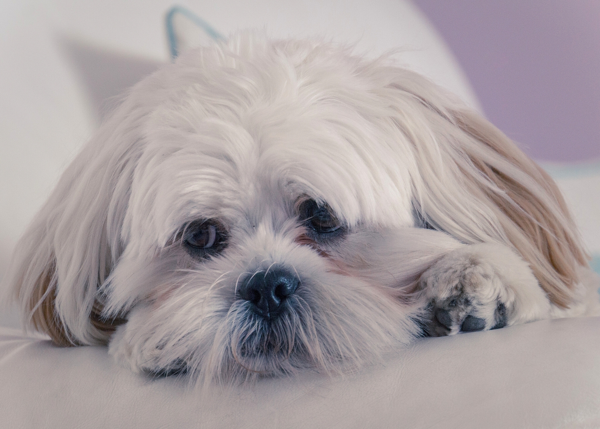 Free download wallpaper Animals, Fluffy, Dog, Muzzle, Lhasa Apso on your PC desktop