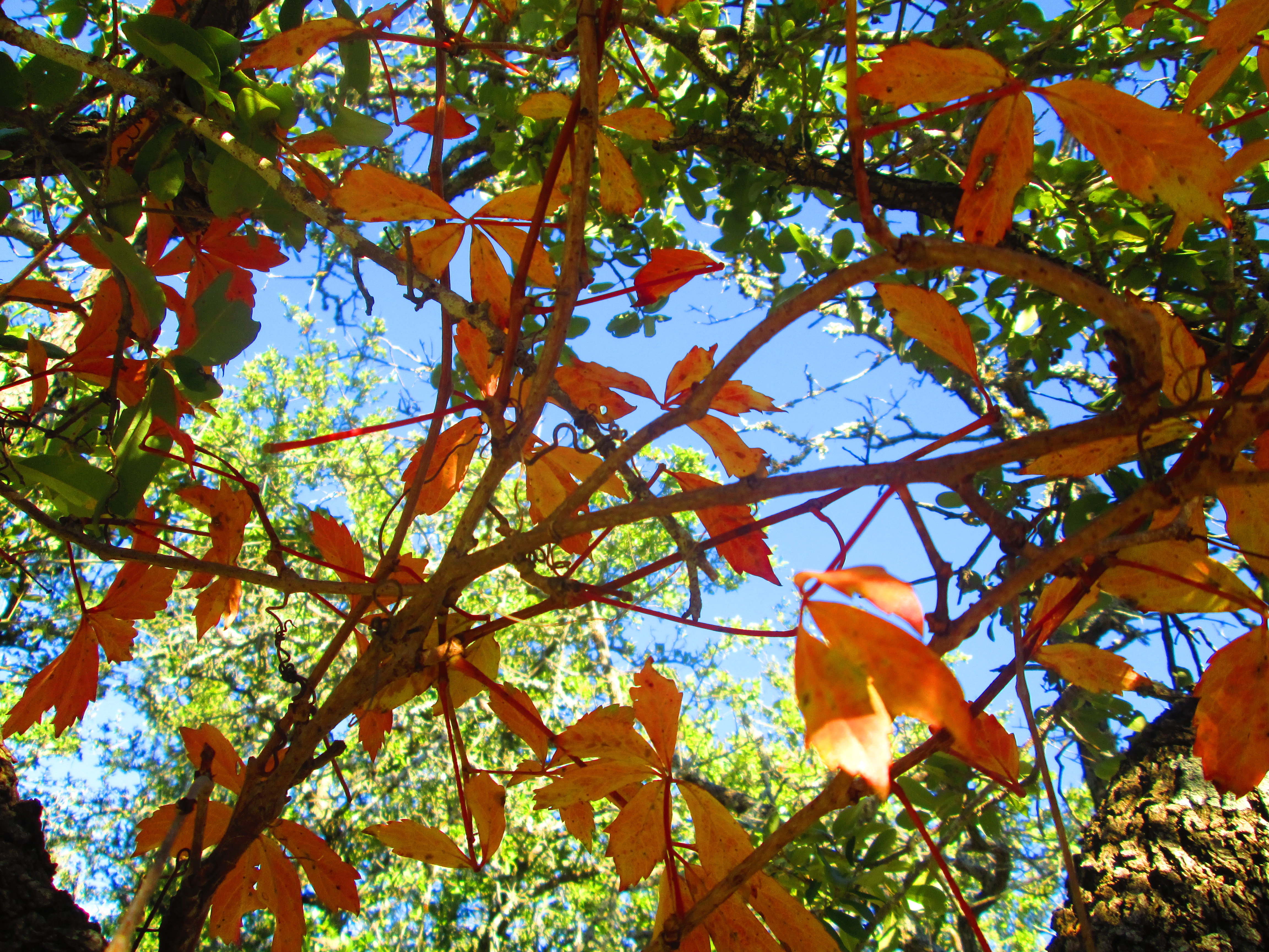 Free download wallpaper Nature, Vine, Tree, Leaf, Earth on your PC desktop
