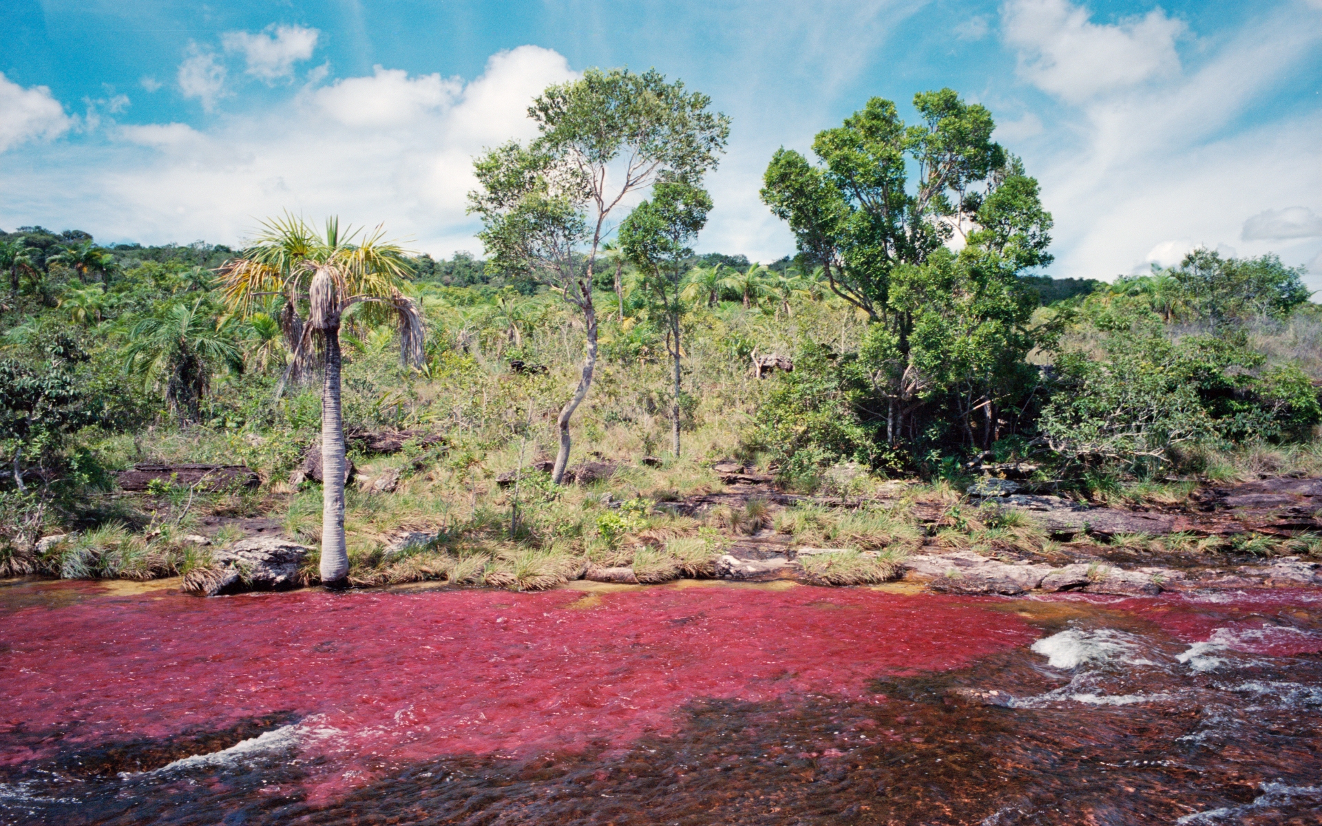 642362 baixar imagens terra/natureza, caño cristales - papéis de parede e protetores de tela gratuitamente