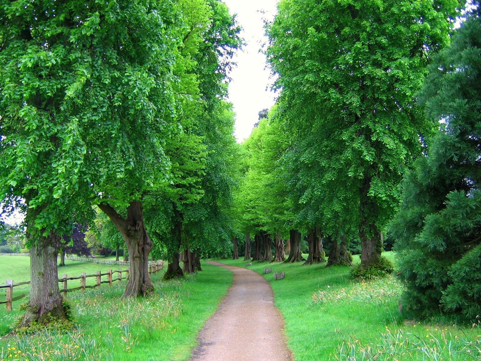 park, england, nature, trees, alley, fence
