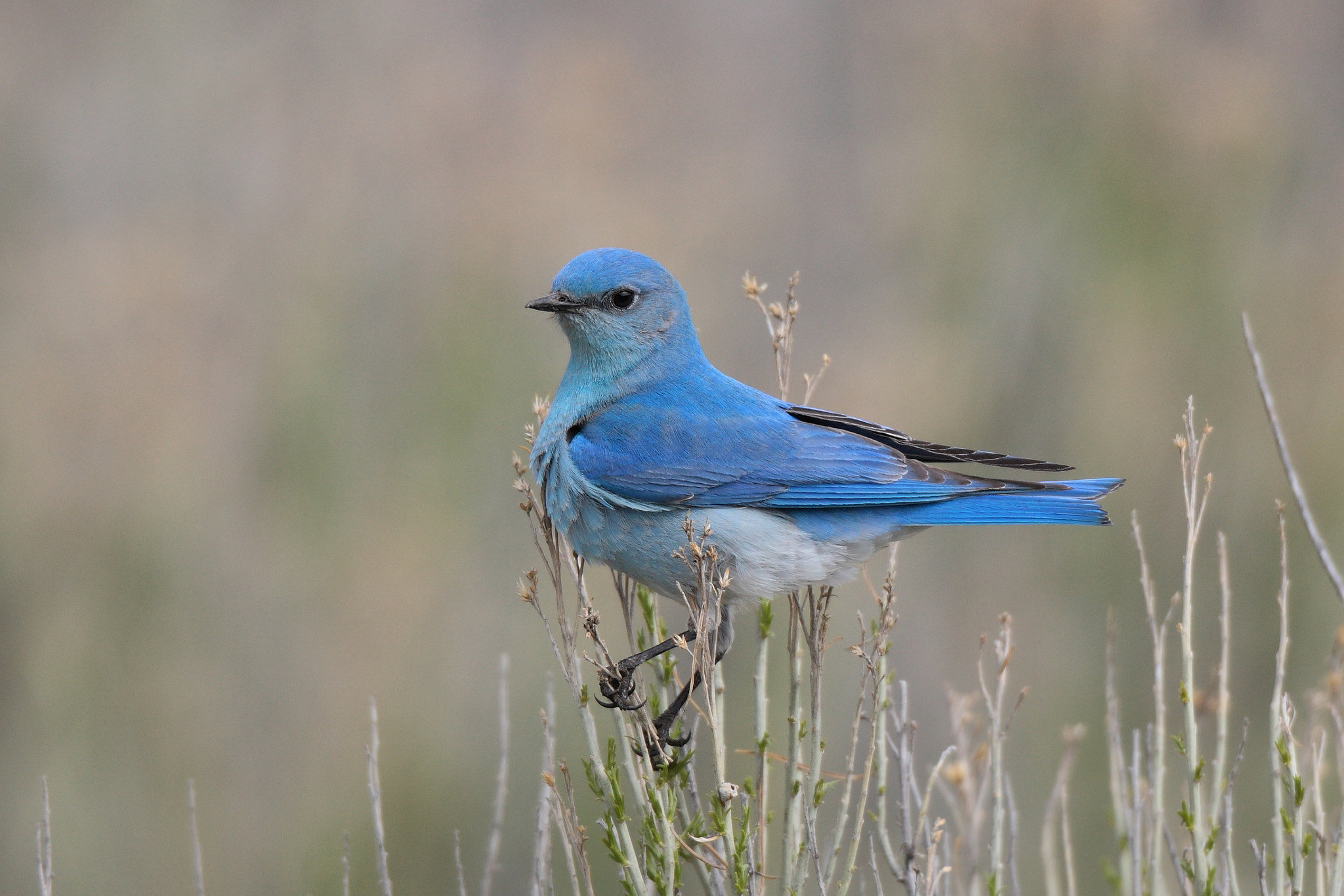 Free download wallpaper Bird, Birds, Animal on your PC desktop