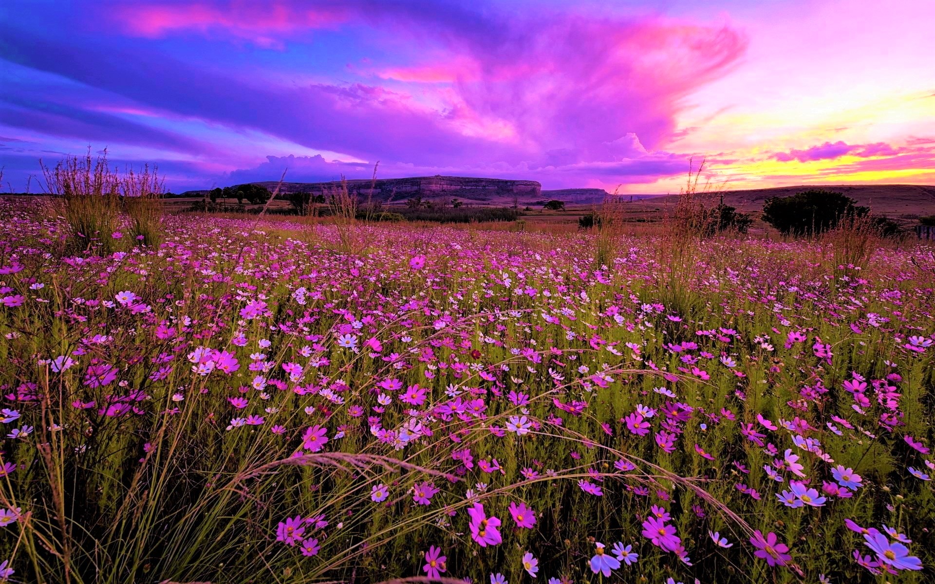 Laden Sie das Blume, Himmel, Sonnenuntergang, Erde/natur, Aufstellen-Bild kostenlos auf Ihren PC-Desktop herunter