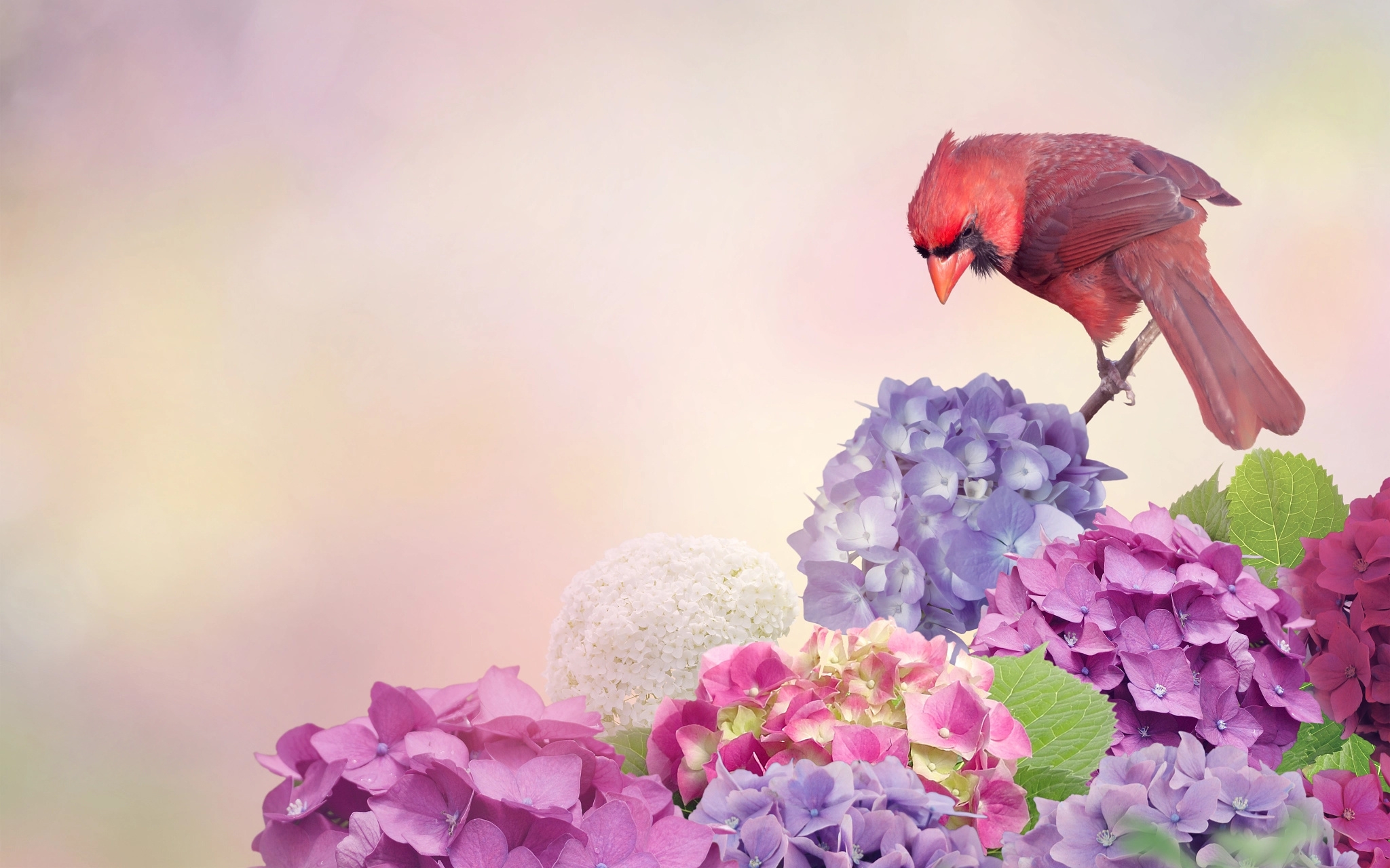 Скачать обои бесплатно Животные, Птицы, Гортензия, Кардинал, Цветущие картинка на рабочий стол ПК