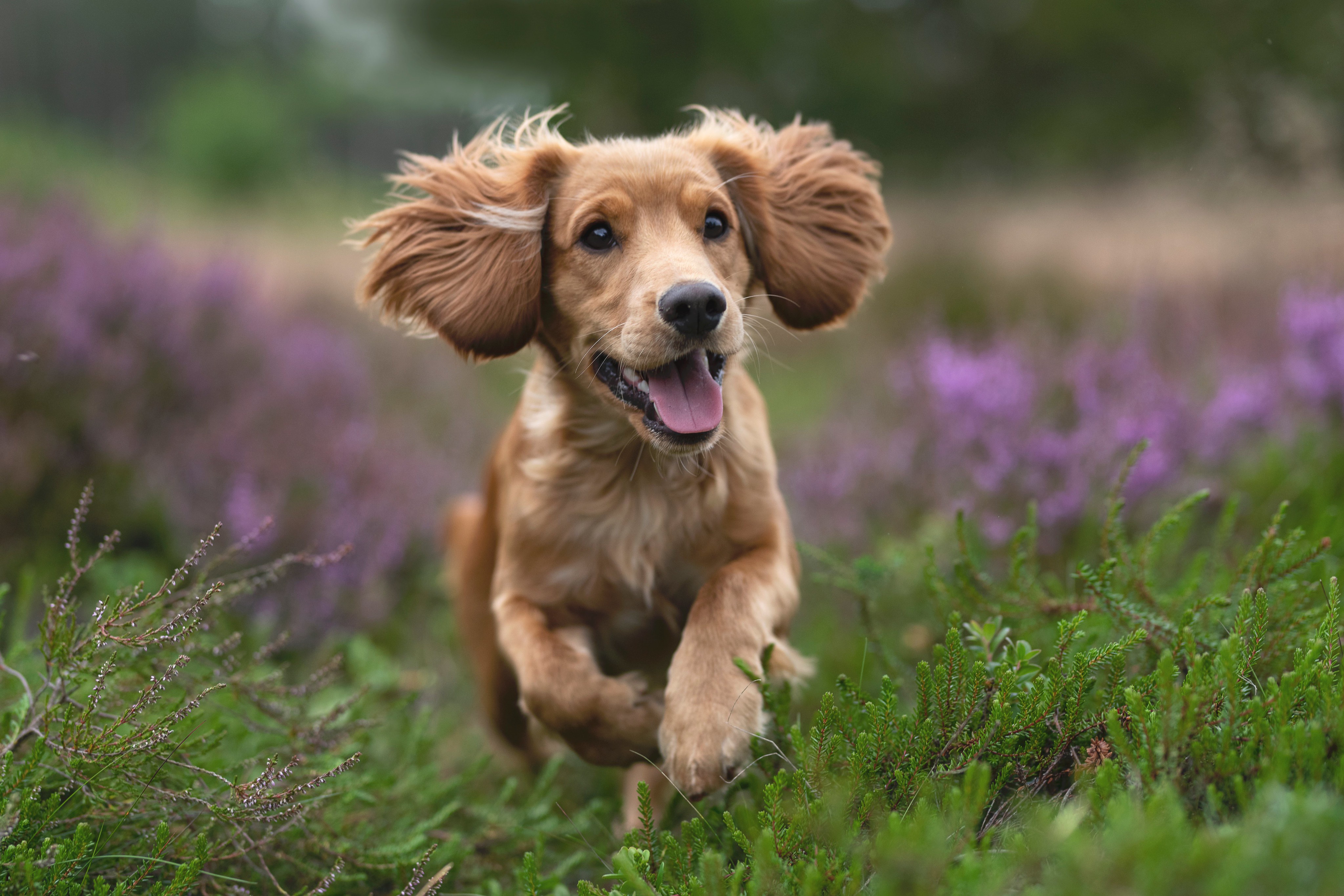 Download mobile wallpaper Dogs, Spaniel, Dog, Animal for free.