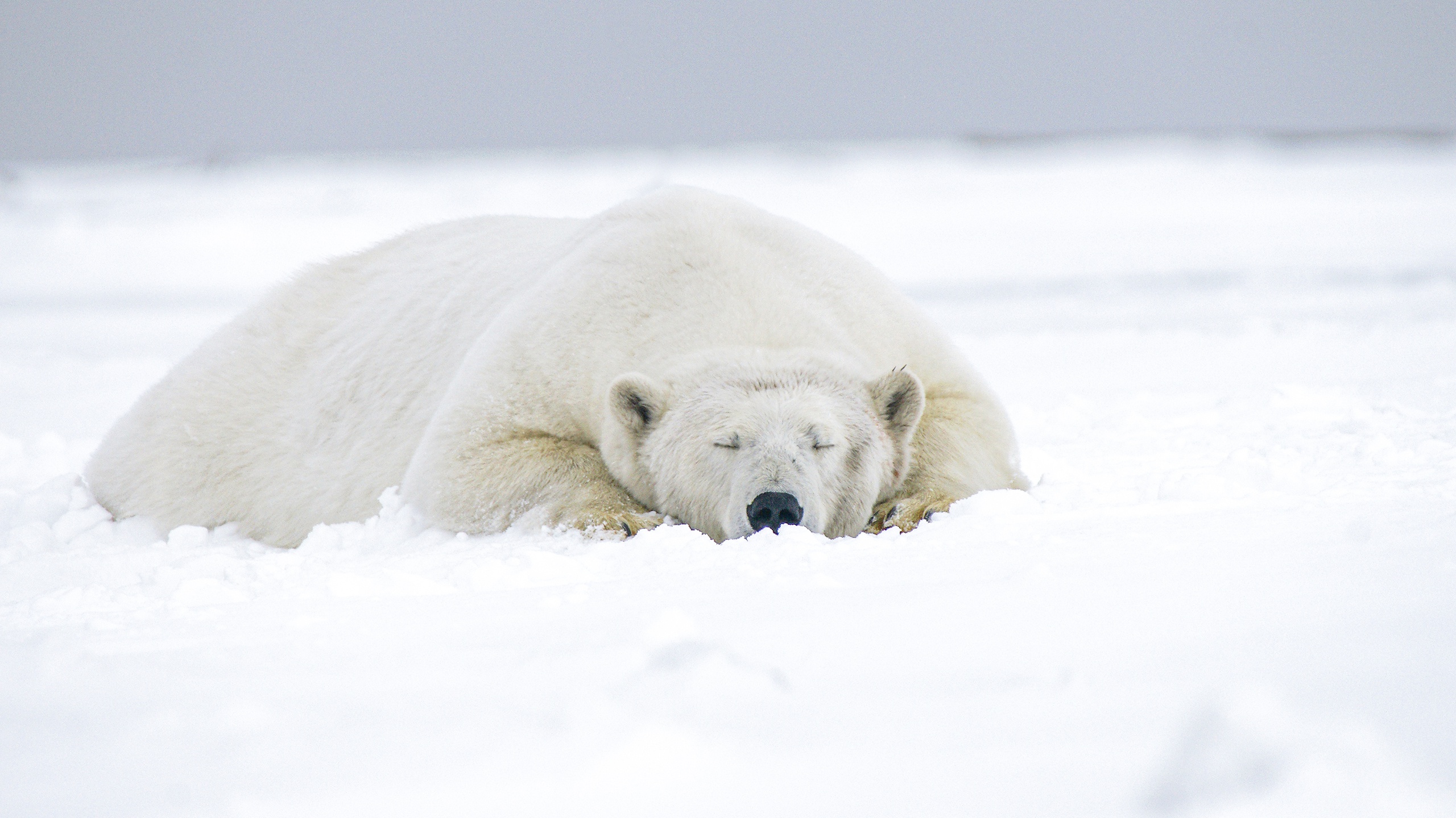 Free download wallpaper Bears, Animal, Sleeping, Polar Bear on your PC desktop