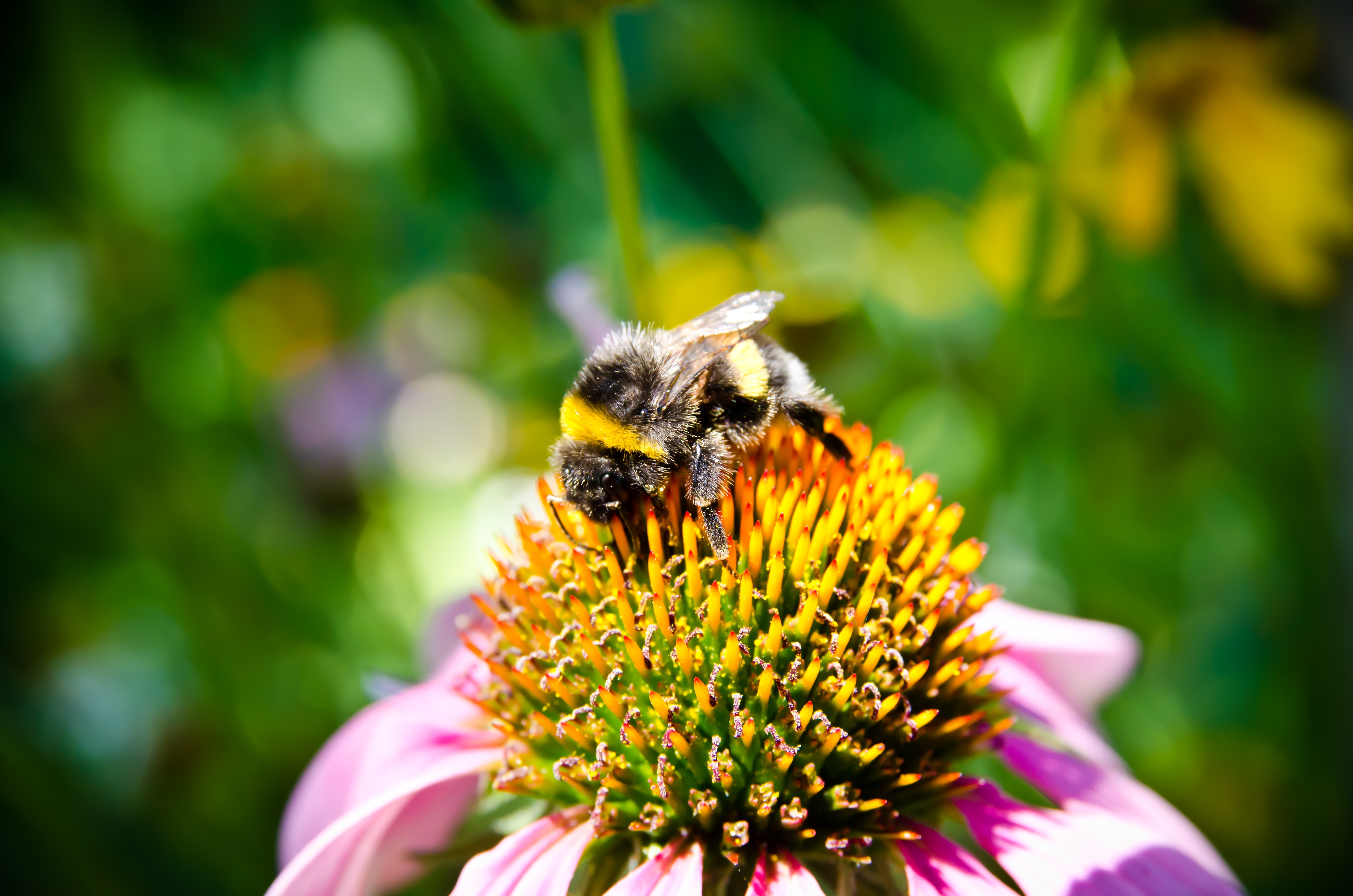 Laden Sie das Makro, Insekt, Bestäubung, Blume, Biene-Bild kostenlos auf Ihren PC-Desktop herunter