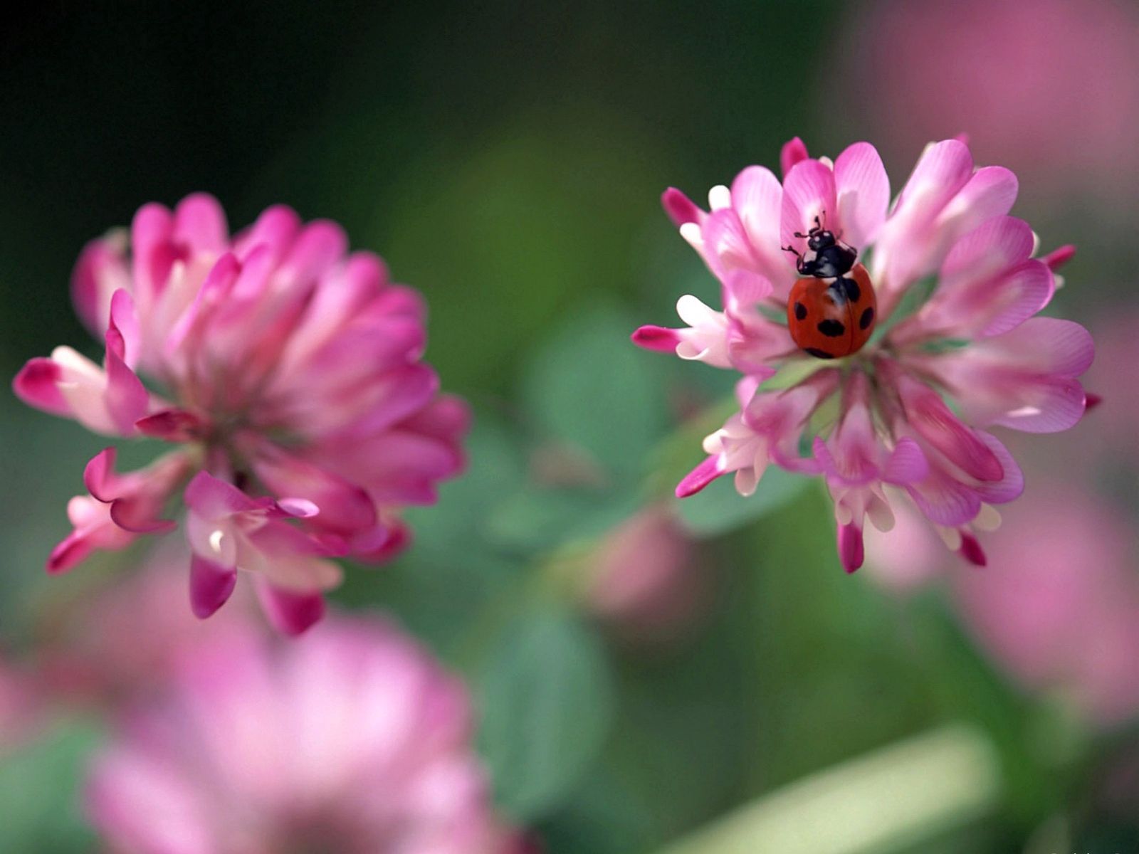 flowers, background, macro, ladybug, ladybird, clover