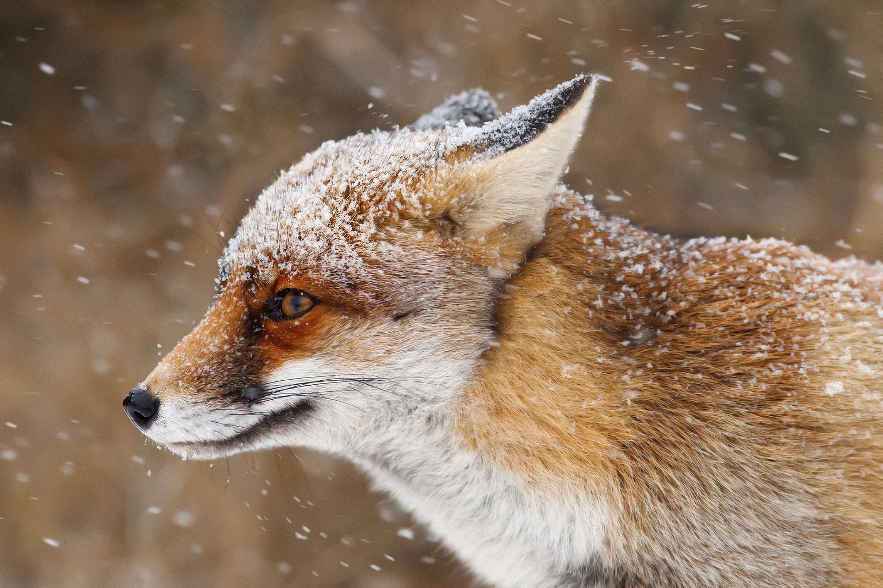 Free download wallpaper Fox, Animal, Snowfall on your PC desktop