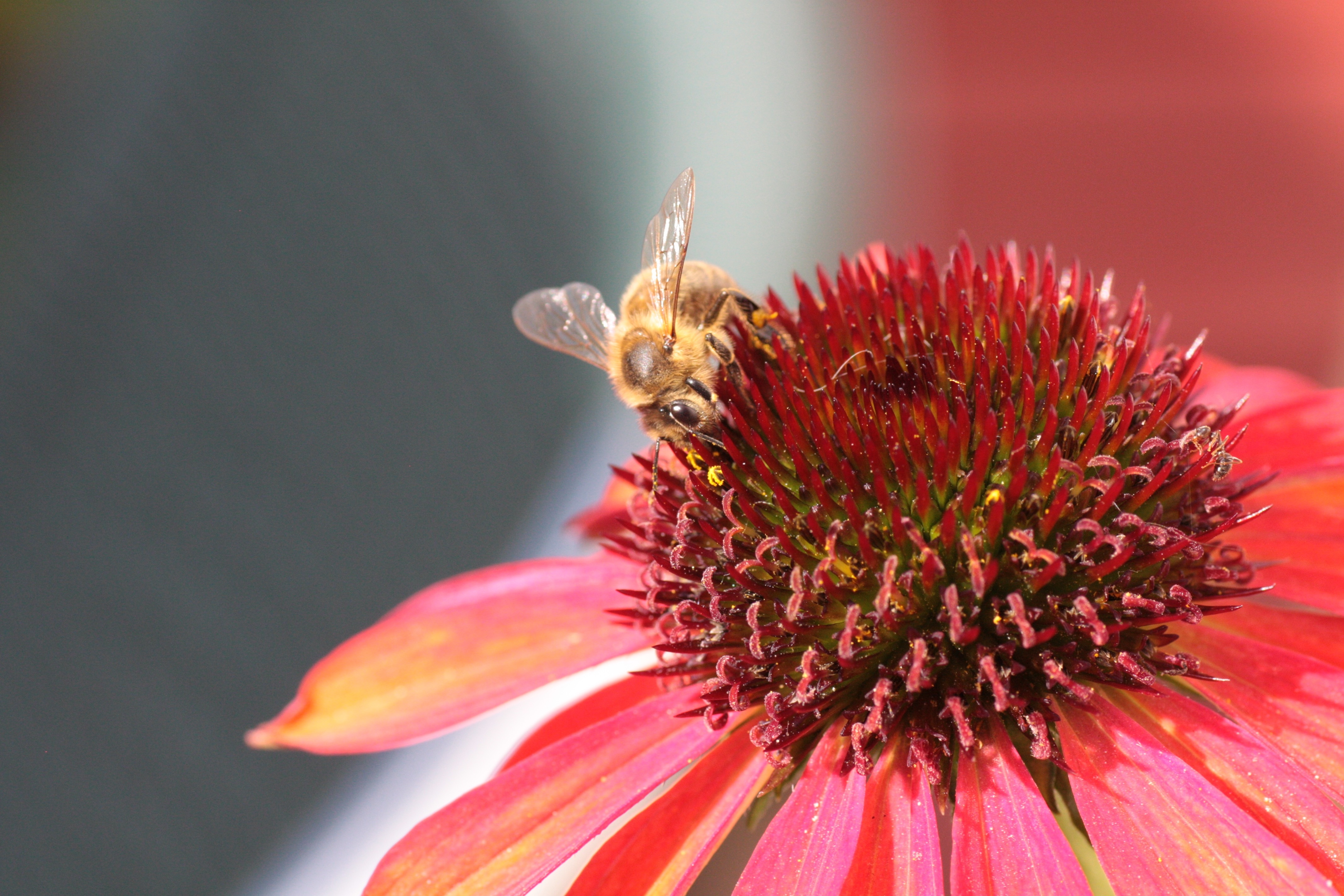 113294 завантажити картинку квітка, макро, макрос, бджола, запилення, ехінацея - шпалери і заставки безкоштовно