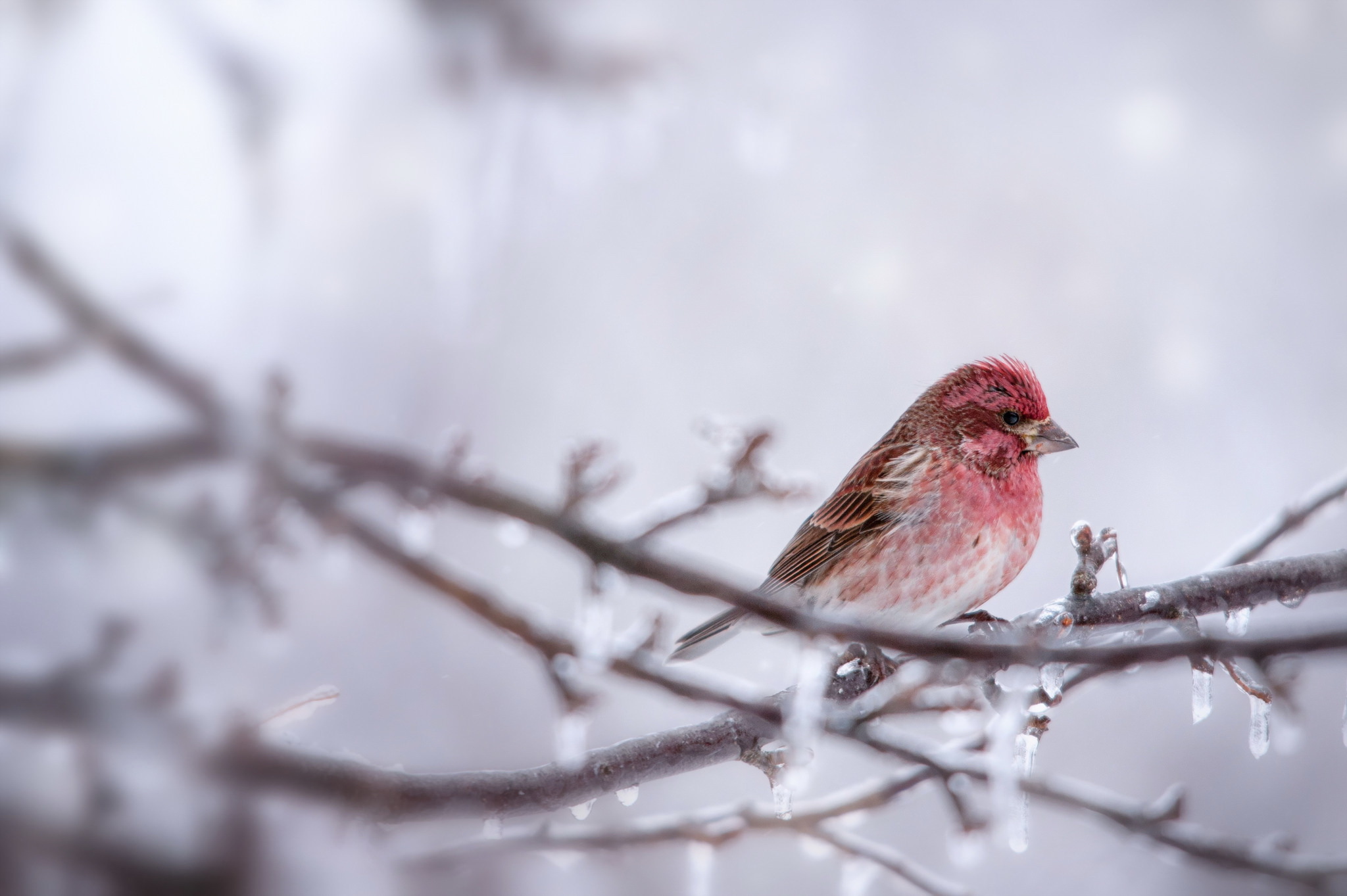 Download mobile wallpaper Birds, Ice, Bird, Animal, Finch for free.