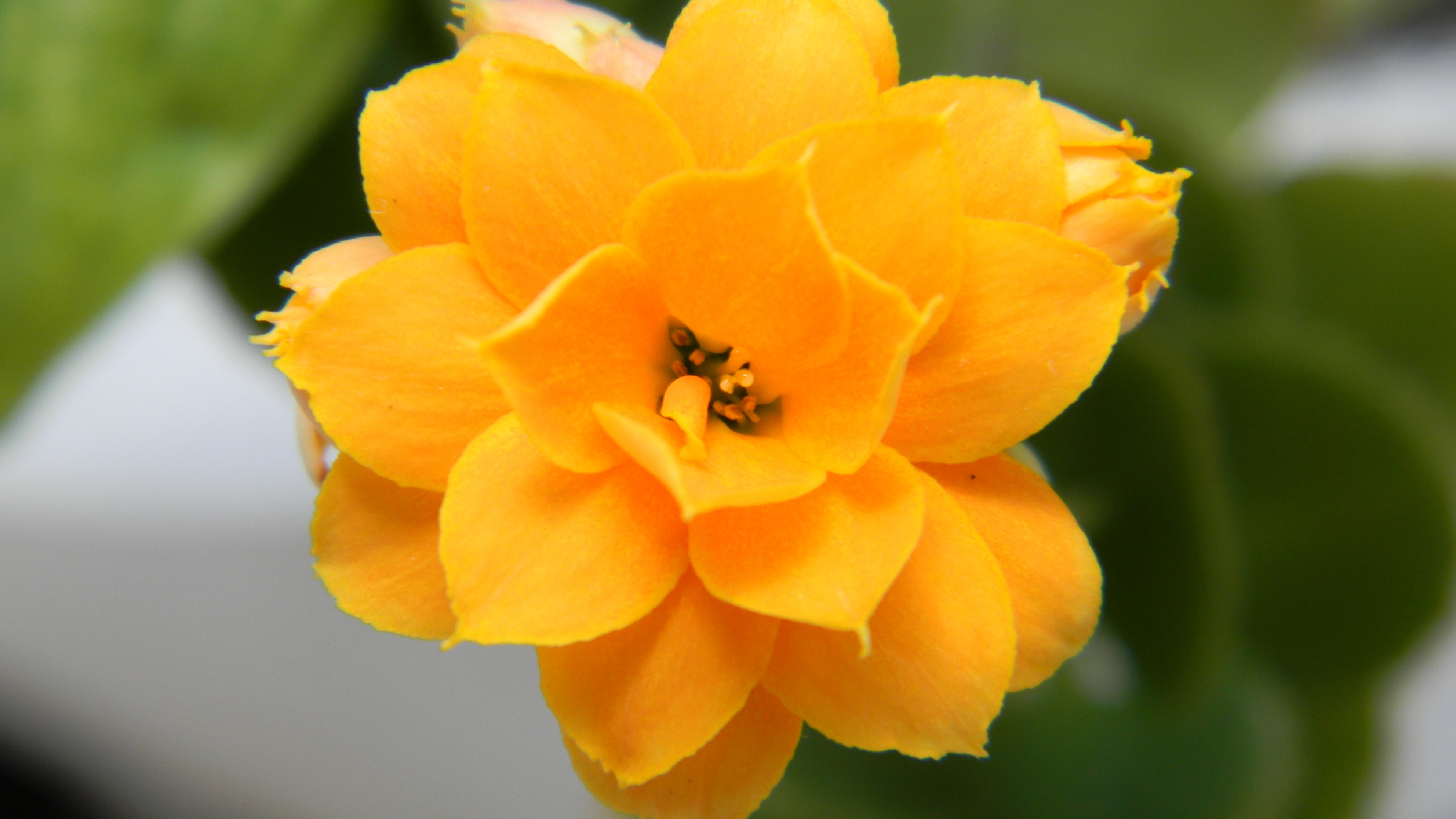 Téléchargez gratuitement l'image Fleurs, Fleur, Terre/nature sur le bureau de votre PC