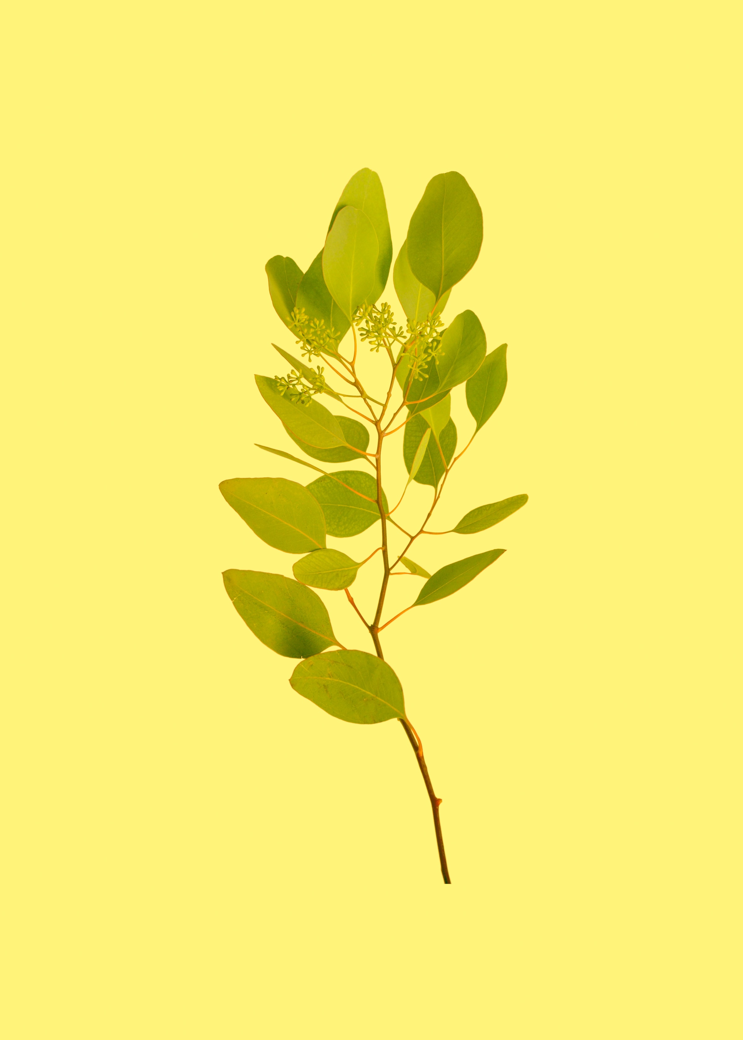 Mobile wallpaper branch, yellow, leaves, miscellanea, miscellaneous