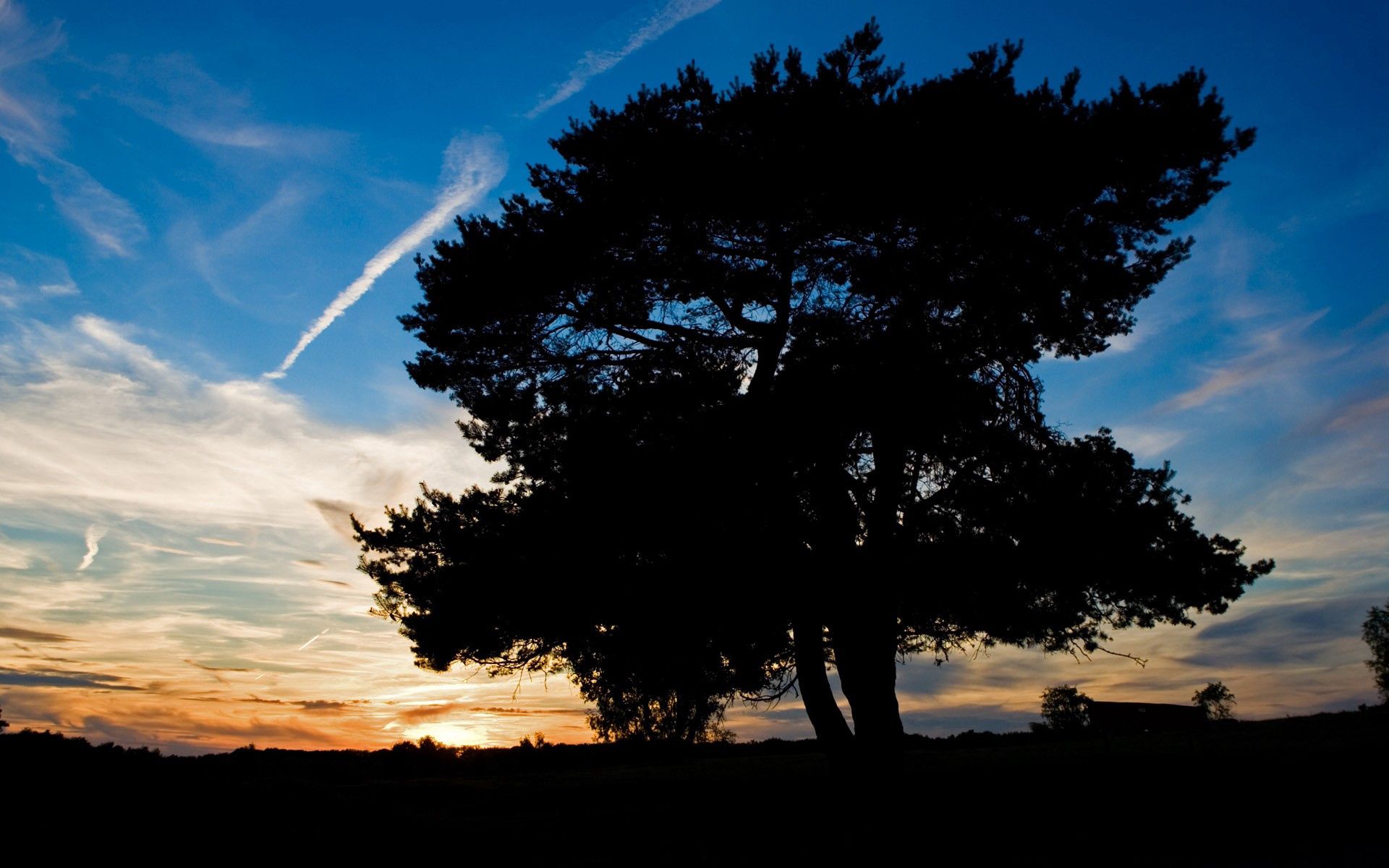 nature, sky, twilight, silhouette, wood, tree, dusk, evening, plane, airplane, track, trace