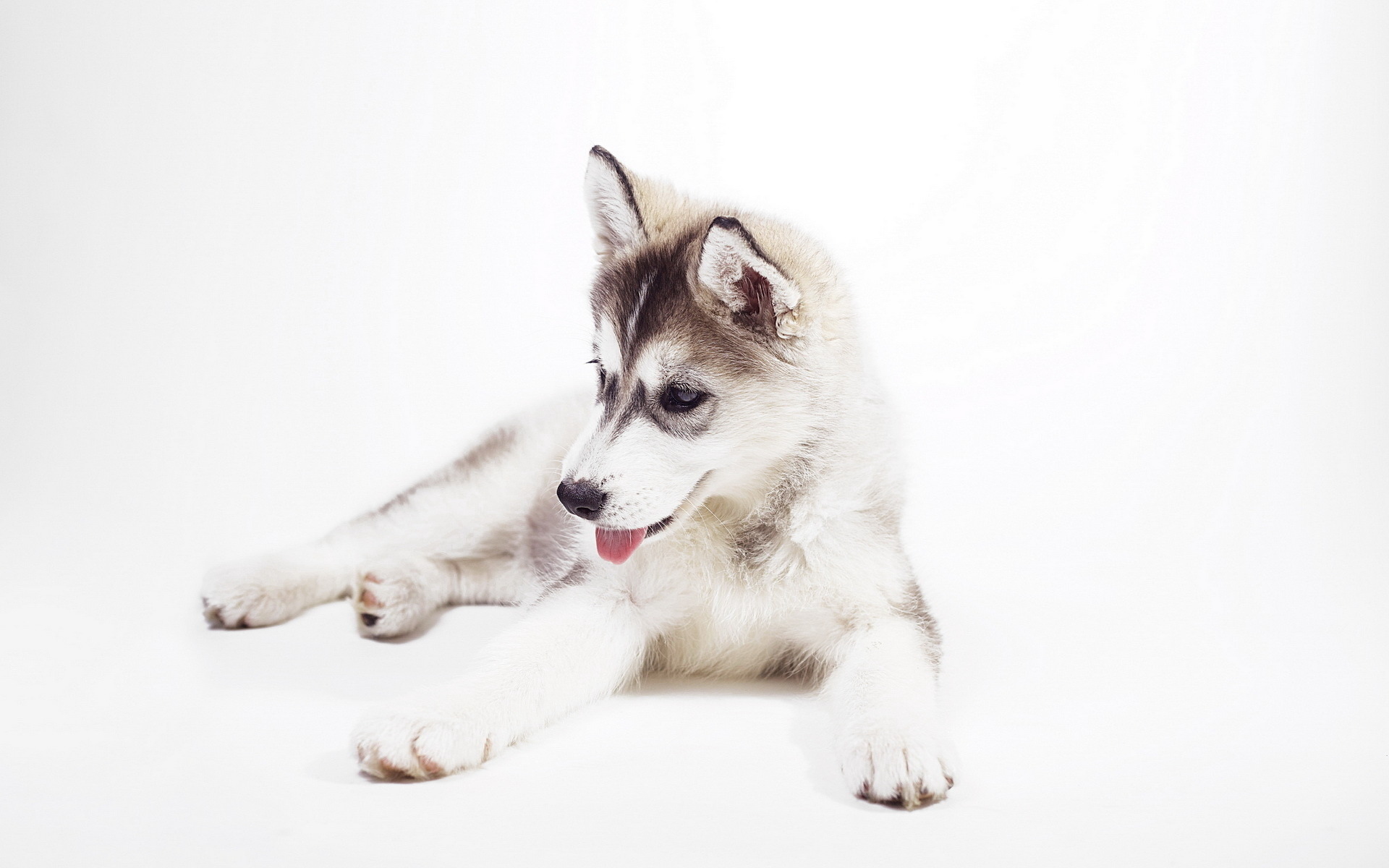 Téléchargez gratuitement l'image Animaux, Chiens, Chiot sur le bureau de votre PC